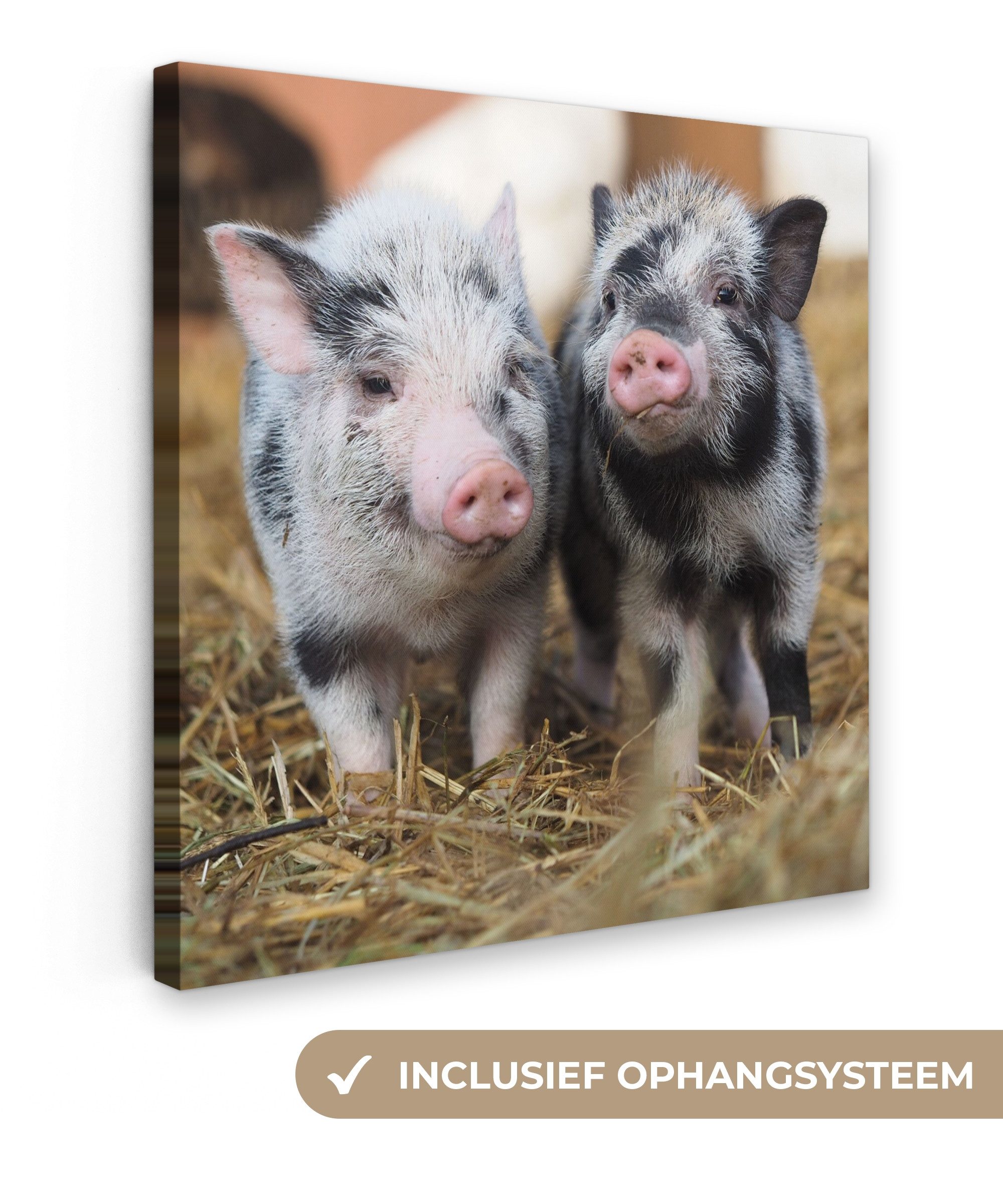 OneMillionCanvasses® Leinwandbild Schwein - Tiere - Ferkel, Fotodruck (1 St), Wandbild, Deko Schlafzimmer Wohnzimmer Flur 20x20 cm