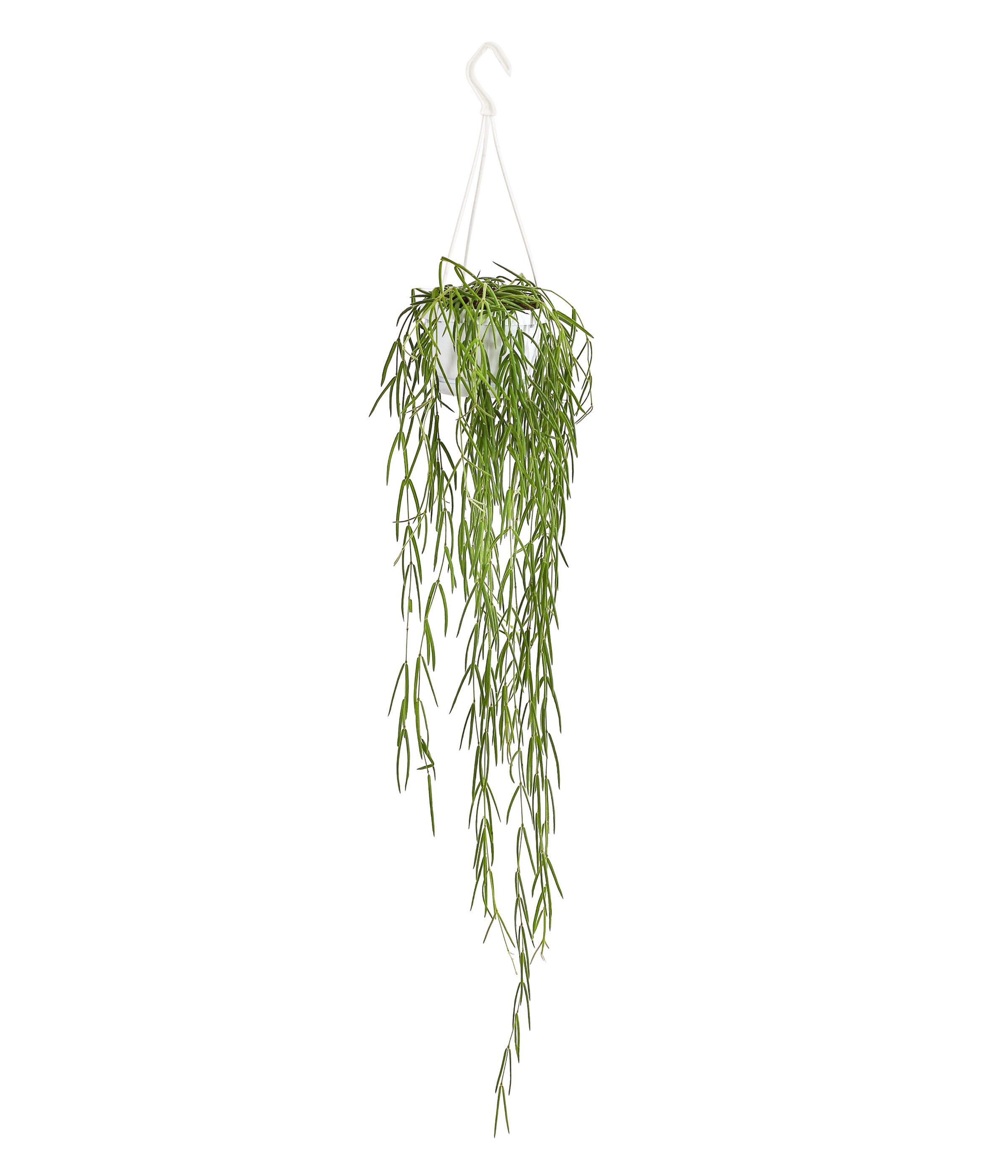 Dehner Zimmerpflanze Wachsblume, Hoya linearis, in Blumenampel
