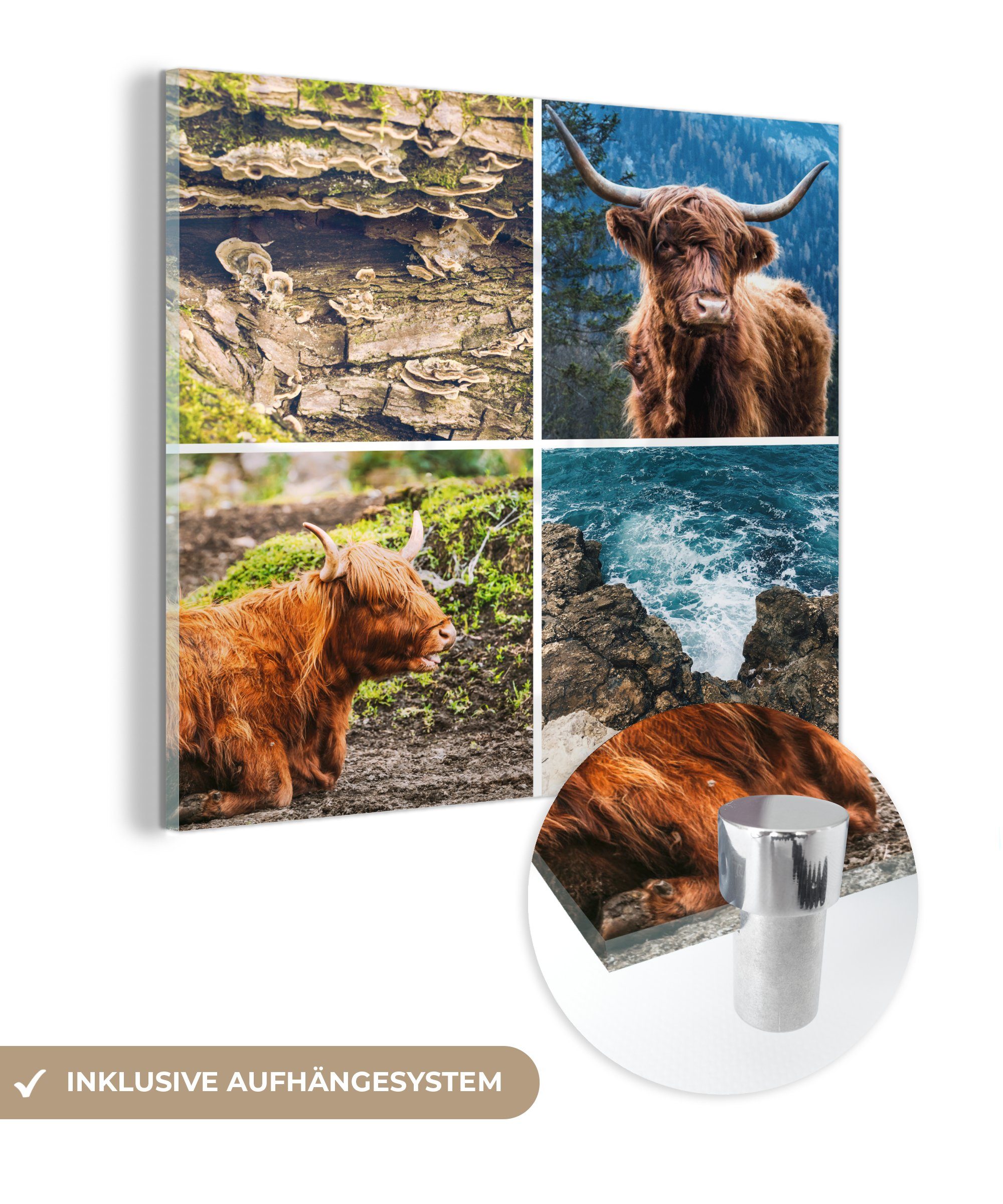 MuchoWow Acrylglasbild Schottische Highlander - Natur - Meer, (1 St), Glasbilder - Bilder auf Glas Wandbild - Foto auf Glas - Wanddekoration | Bilder
