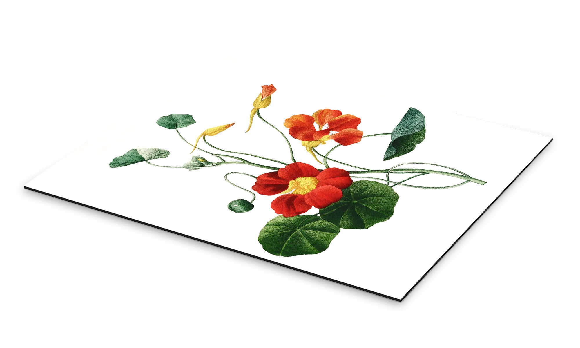 Posterlounge Wandbild Kapuzinerkresse, Pierre Joseph Redouté, günstig online kaufen