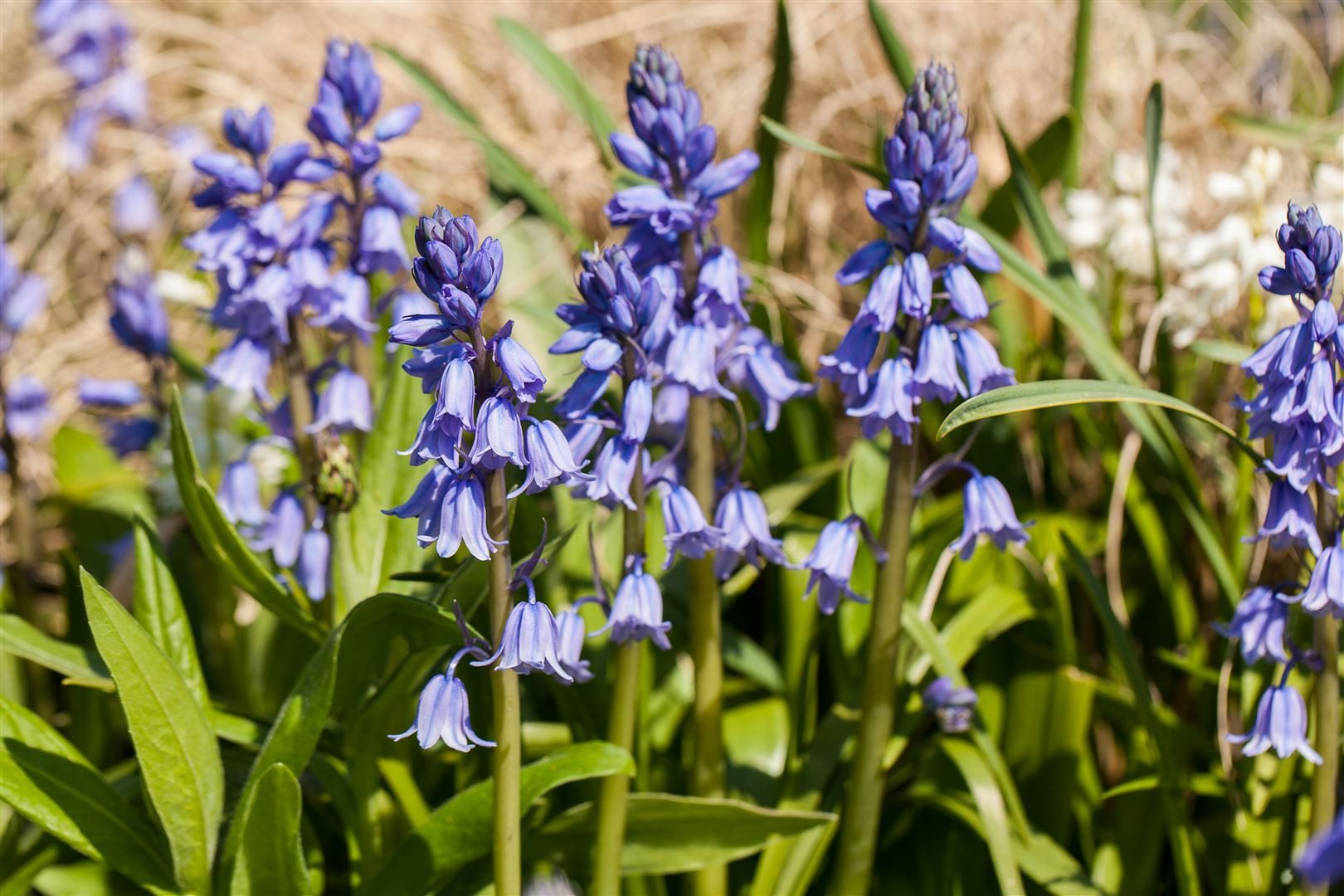 Pflanzen für Dich Staude Hyacinthoides Excelsior, 1 St., Atlantisches Hasenglöckchen, Spanisches Hasenglöckchen, Waldhyazinthe