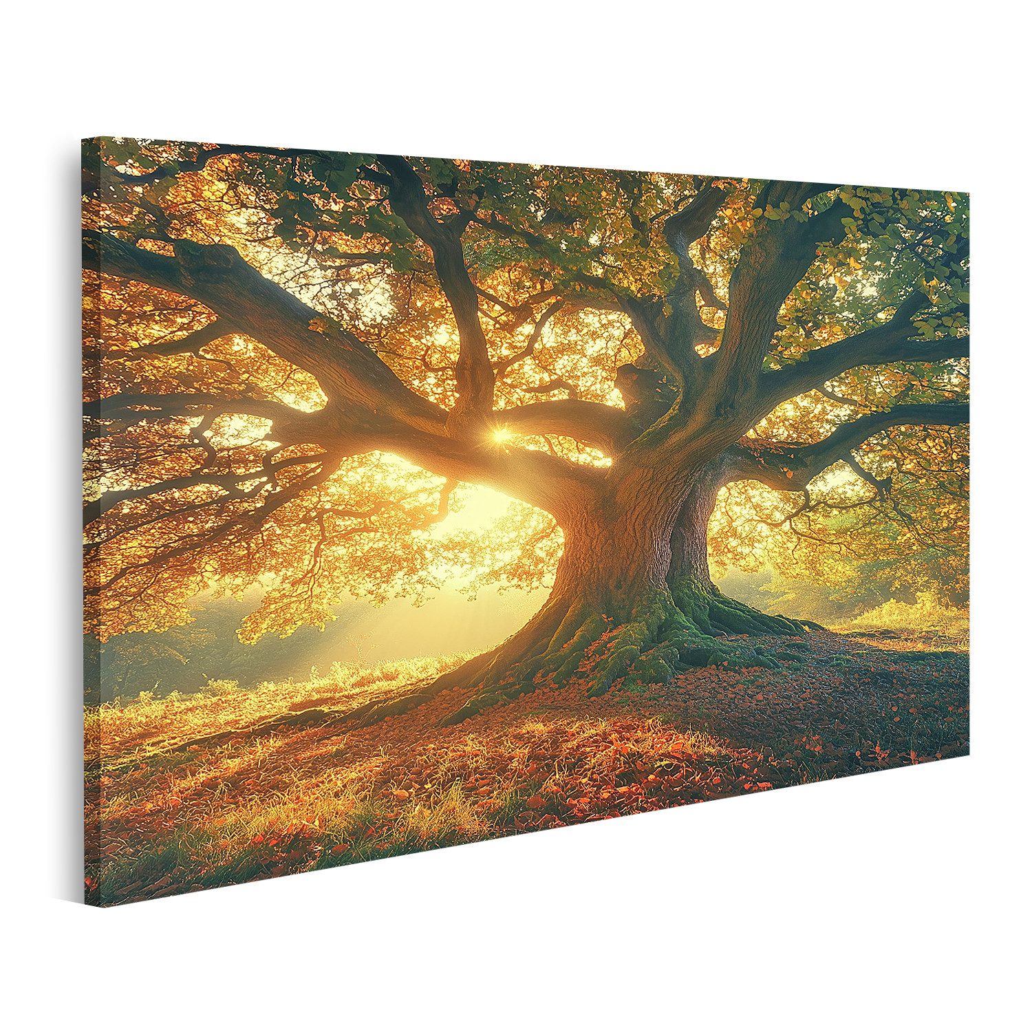 islandburner Leinwandbild, Wunderschöne Alte Eiche Baum im Sonnenlicht