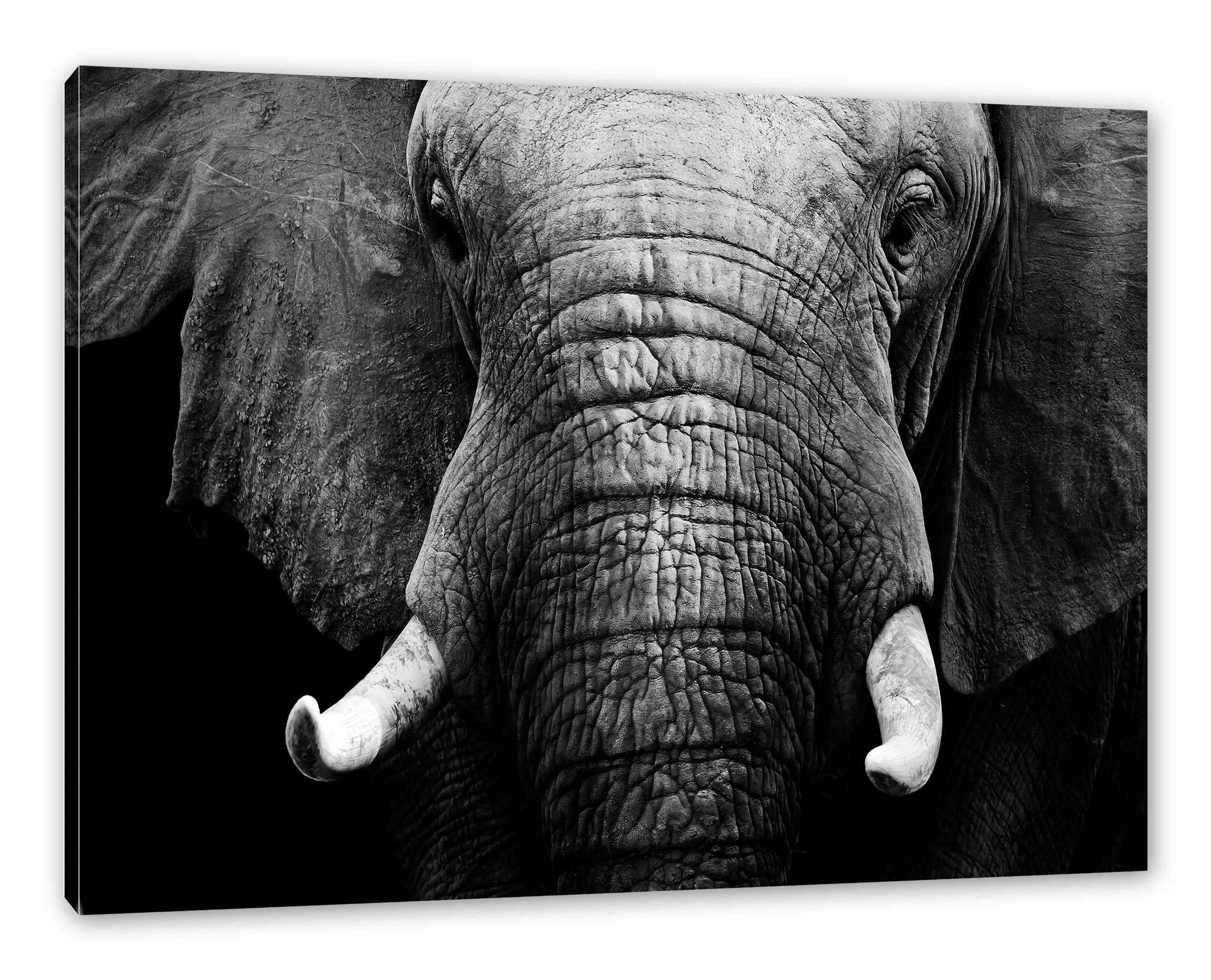 Pixxprint Leinwandbild Elefant Porträt, Elefant Porträt (1 St), Leinwandbild fertig bespannt, inkl. Zackenaufhänger