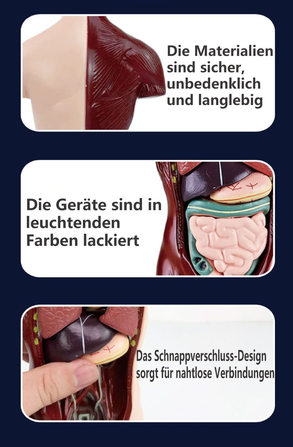 Jumpeak Modellbausatz Anatomie Modell Torso,Detaillierter menschlicher Körper aus PVC, mit entnehmbaren Organen für Schule,Anatomie-Trainingl,Lehrmodel