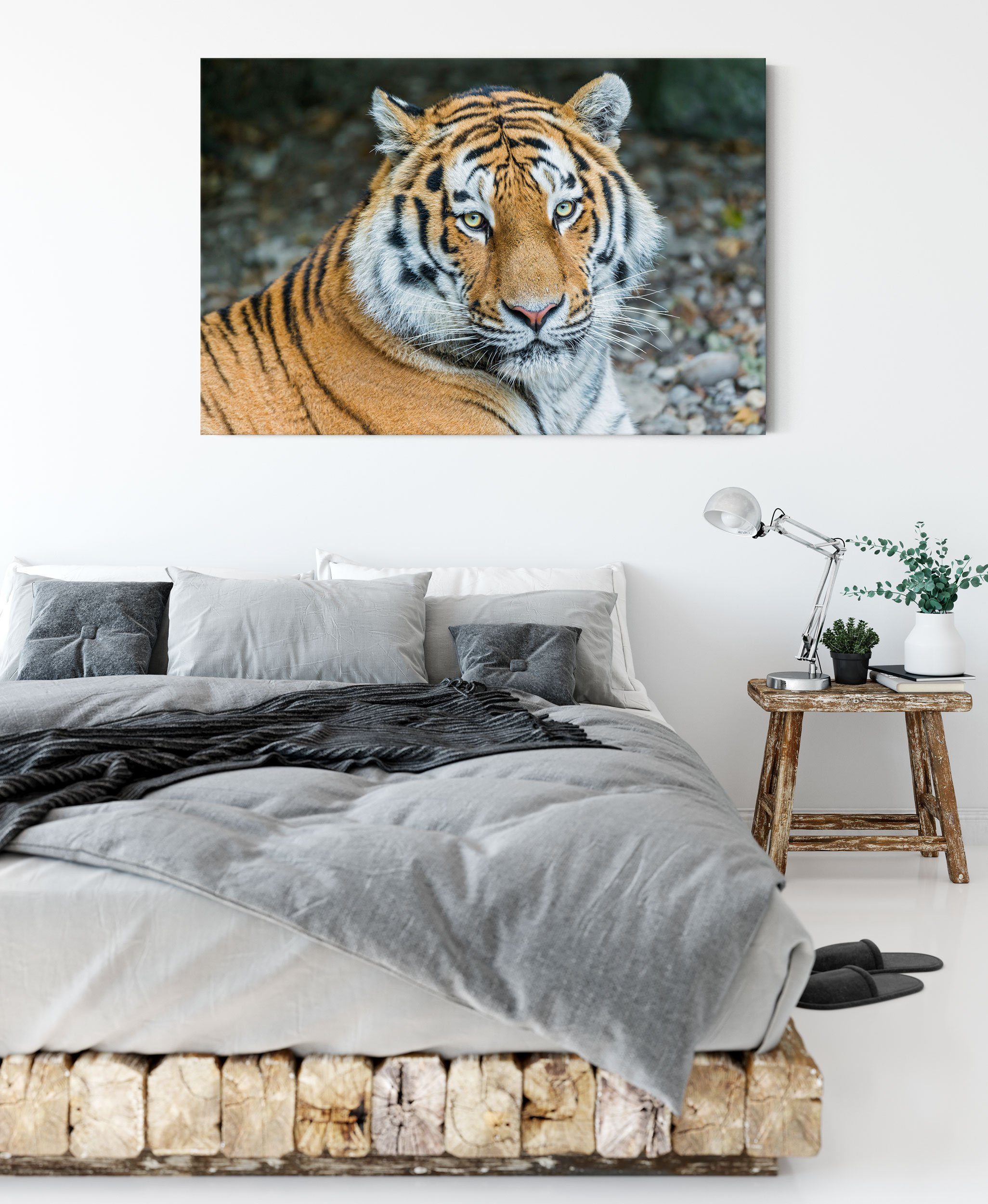 Pixxprint Leinwandbild prächtiger Tiger, prächtiger Leinwandbild (1 fertig Tiger St), bespannt, Zackenaufhänger inkl