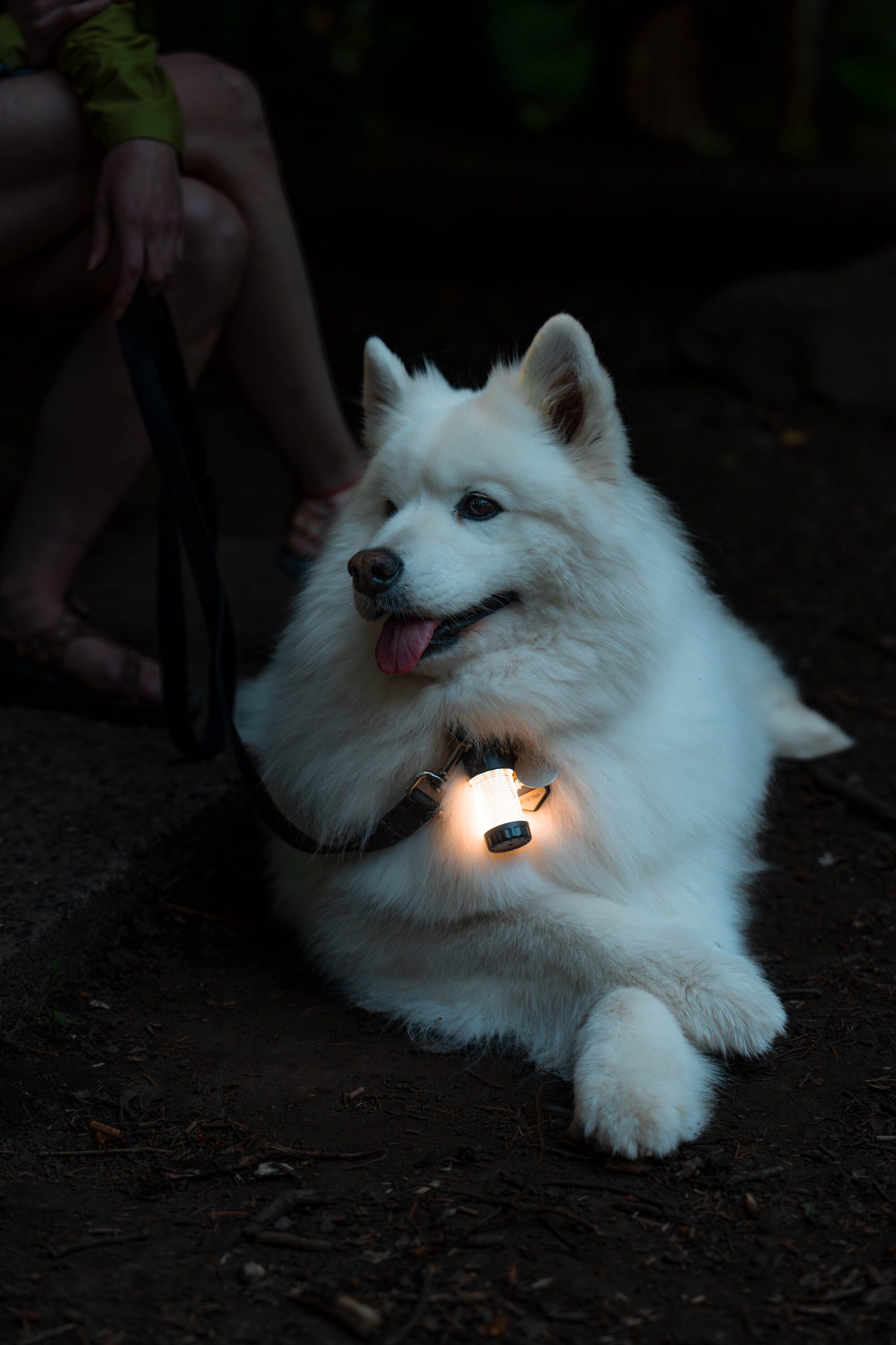 Ledlenser Laterne ML4 Warm Light, 300 Lumen, bis 40 Std Laufzeit, aufladbar mit Akku, blendfreies Licht