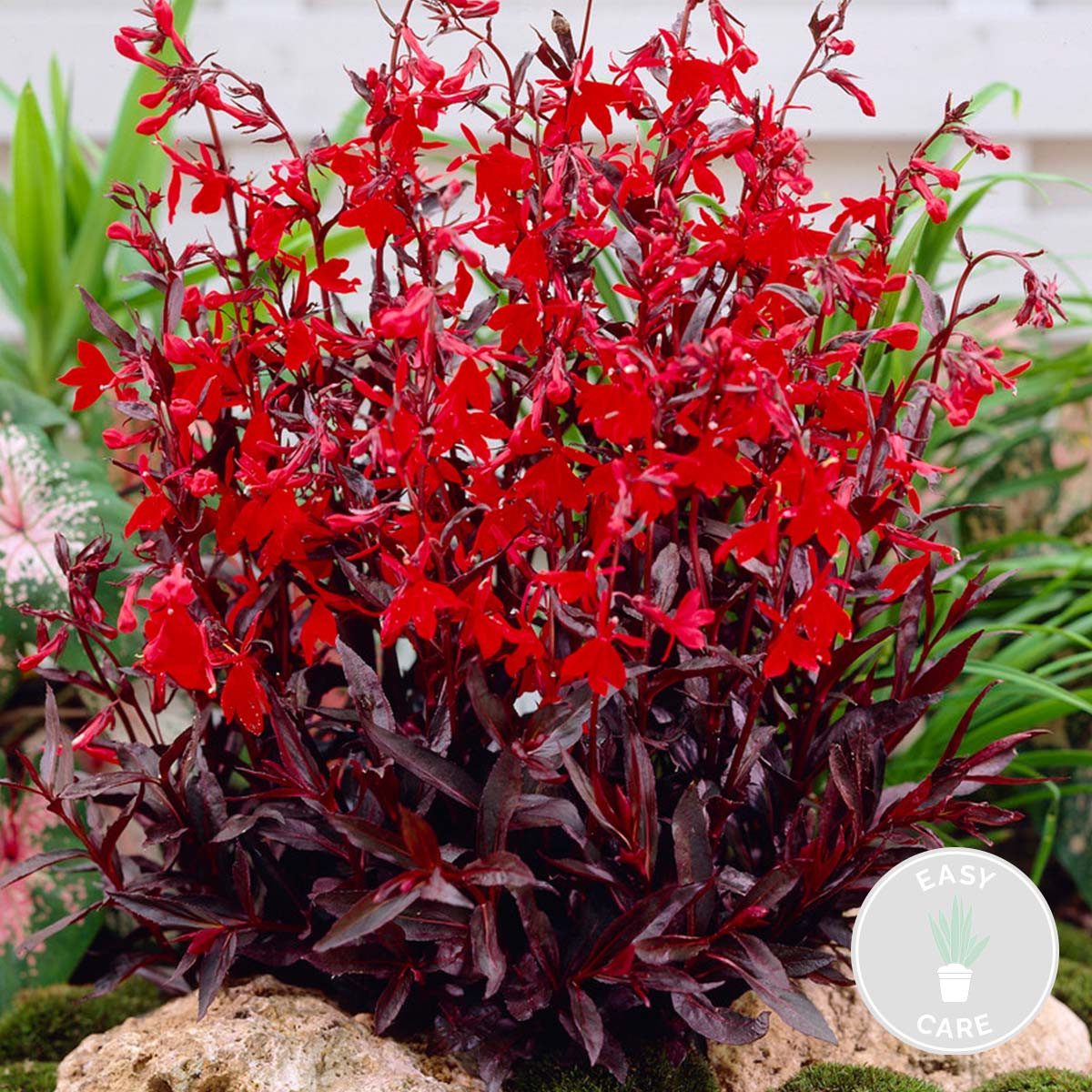 Bloomique Wasserpflanze Lobelia Queen Victoria, Lobelie, Teichpflanze, 10-20 cm, Topf 9 cm, 1 St.
