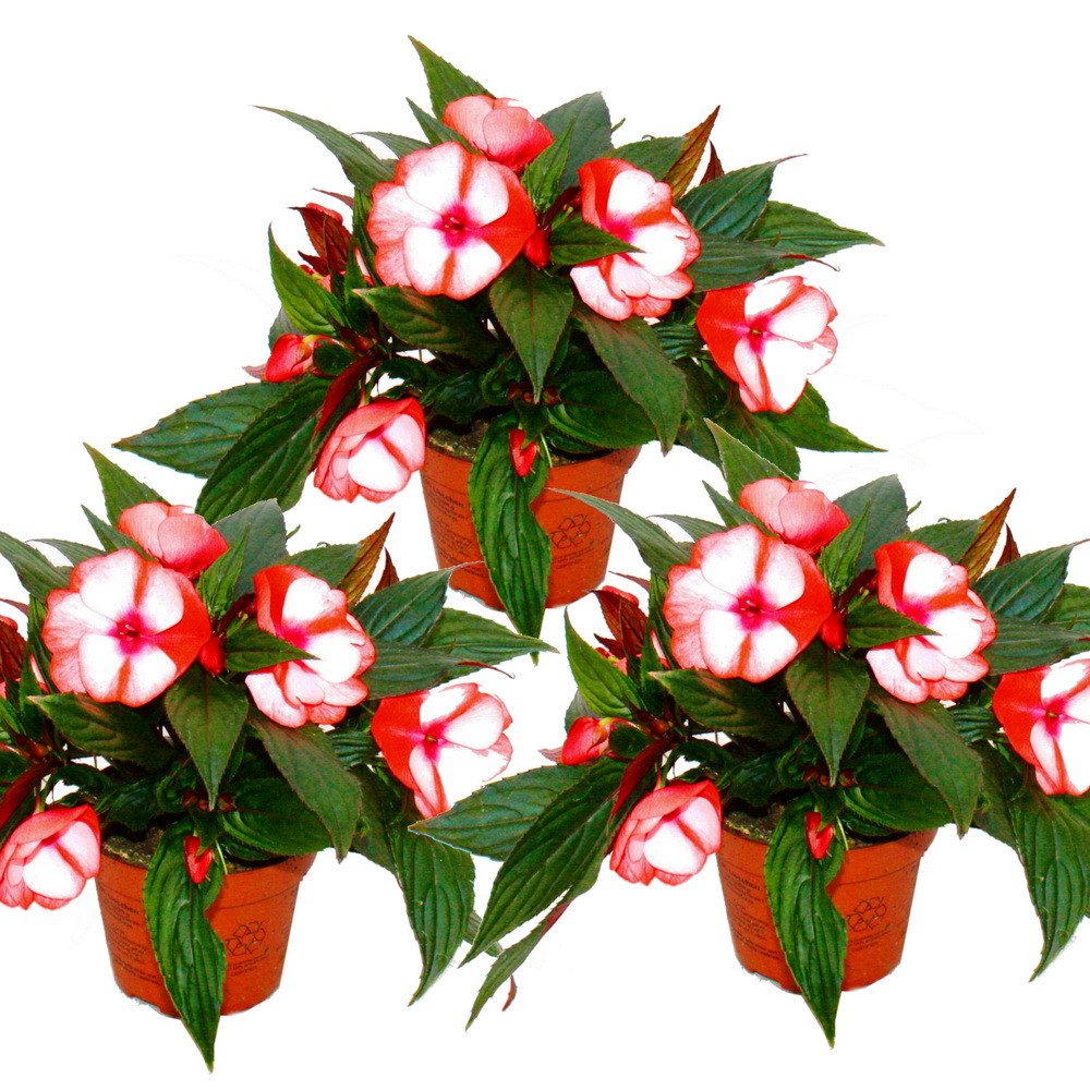 Exotenherz Beetpflanze Edel-Lieschen Impatiens Neu-Guinea ver. Farben 3er Set im 12cm Topf