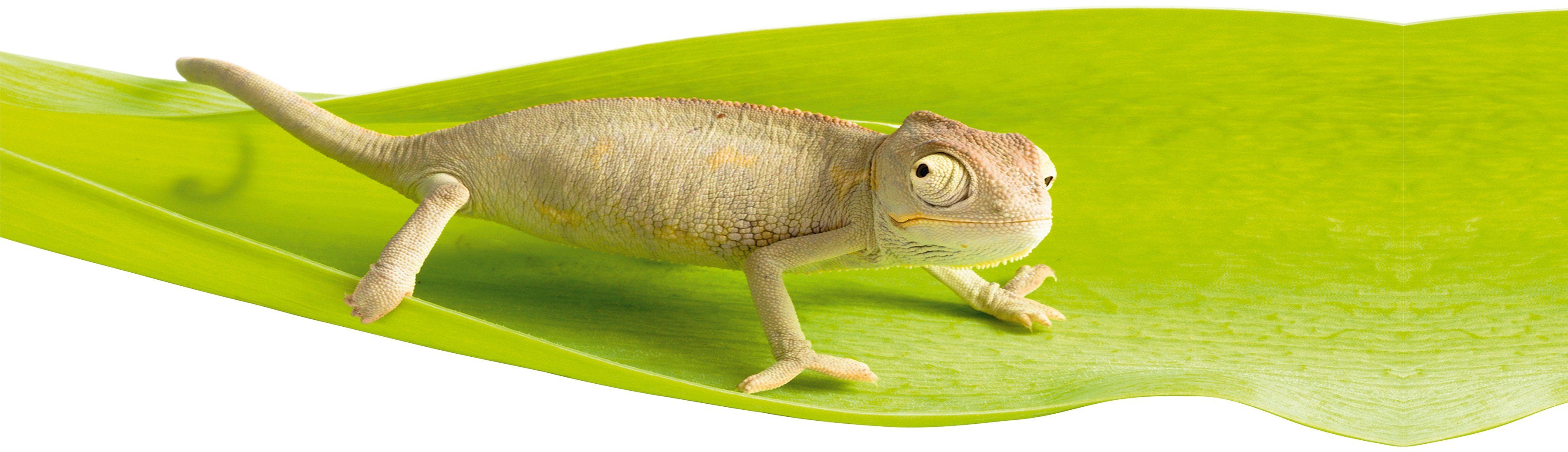 Fenstersticker Chameleon