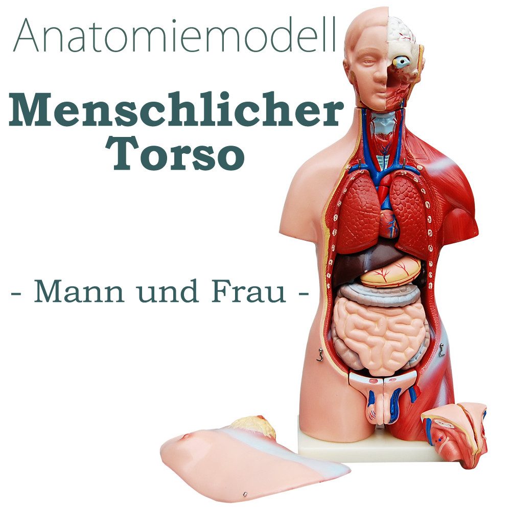 MedMod Dekoobjekt Anatomie Modell Körper Torso Mann und Frau mit Organen 45 cm