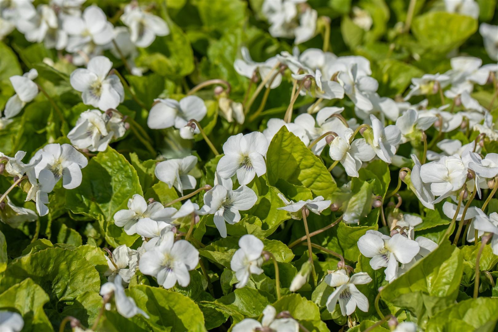 Pflanzen für Dich Staude Viola sororia Albiflora, 1 St., Weißes Veilchen, Weißblühendes Veilchen