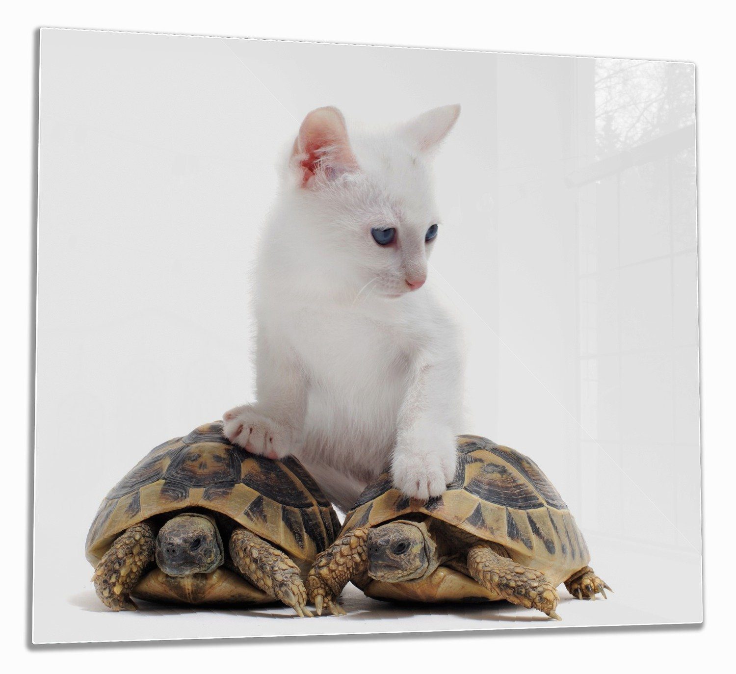 Wallario Herd-Abdeckplatte Katze auf Schildkröten, ESG-Sicherheitsglas, (Glasplatte, 1 tlg., inkl. 5mm Noppen), verschiedene Größen