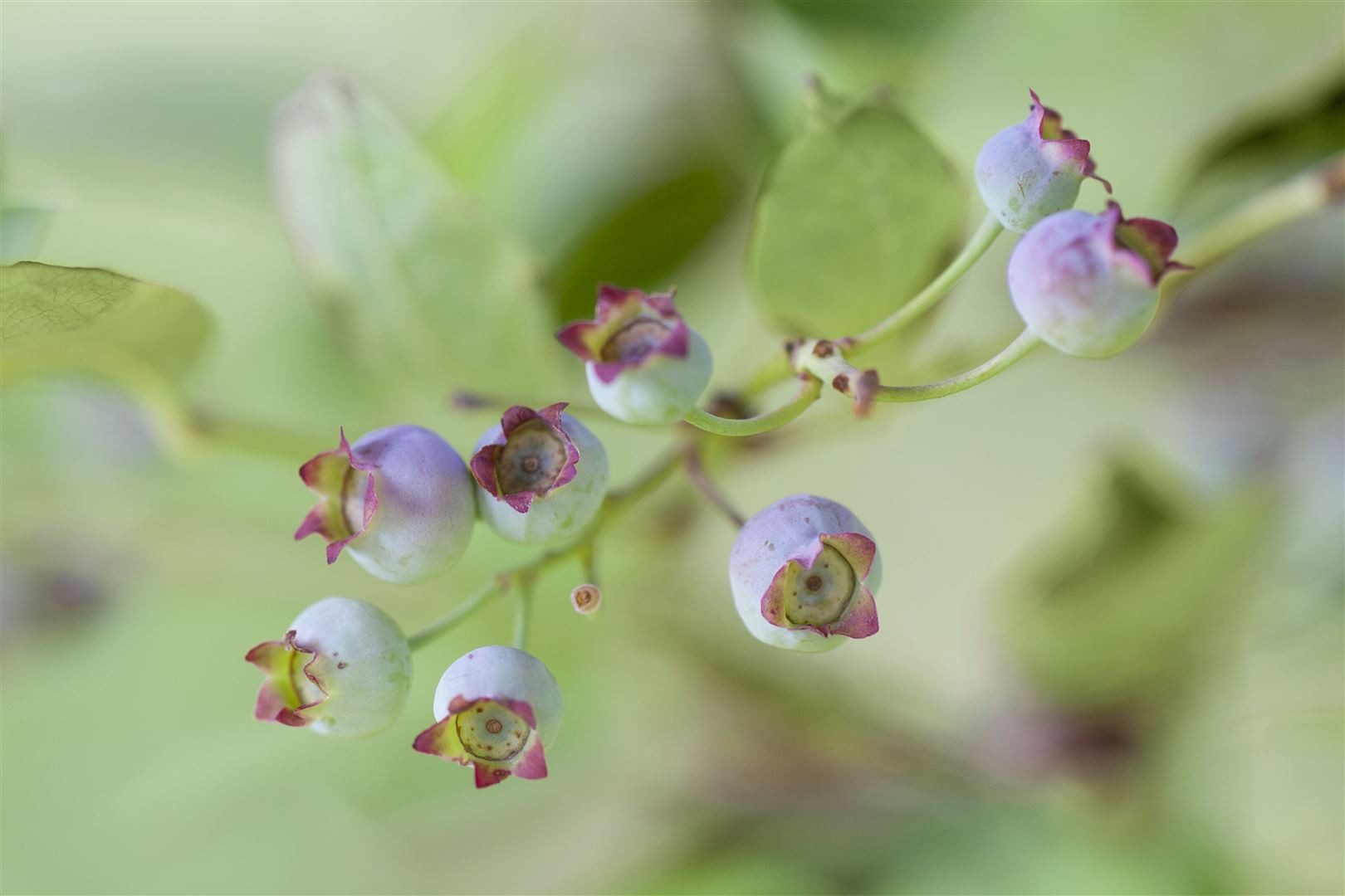 Pflanzen für Dich Obstpflanze Vaccinium corymbosum, 1 St., Amerikanische Heidelbeere, Kulturheidelbeere, Blaubeere, blaue Beeren, herbstfärbung