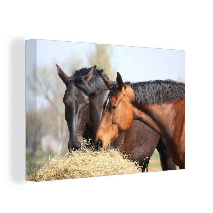 OneMillionCanvasses® Leinwandbild Pferde - Heu - Tiere (1 St) Wandbild Leinwandbilder Aufhängefertig Wanddeko