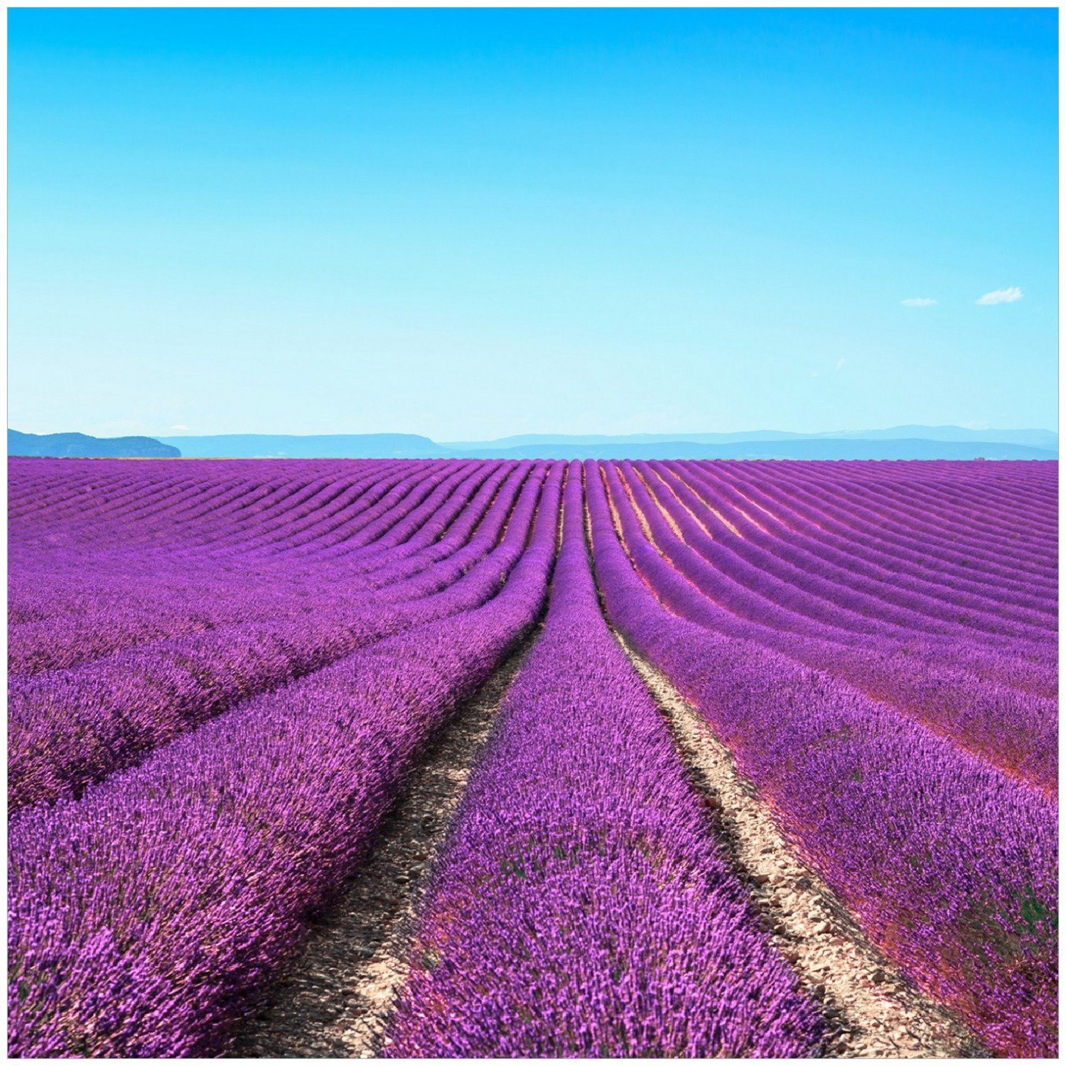 Wallario Memoboard Lavendelfeld unter blauem Himmel