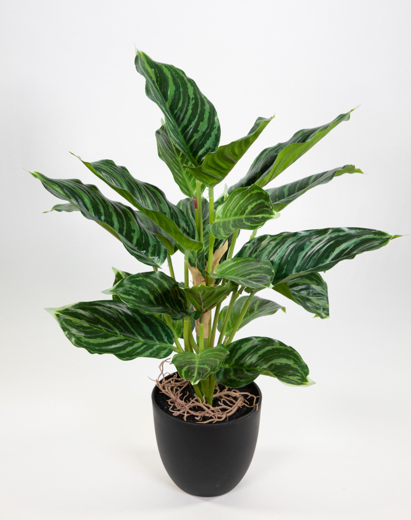 Kunstpflanze Calathea 50cm grün-hellgrün im Topf ZF Kunstblume künstliche P günstig online kaufen