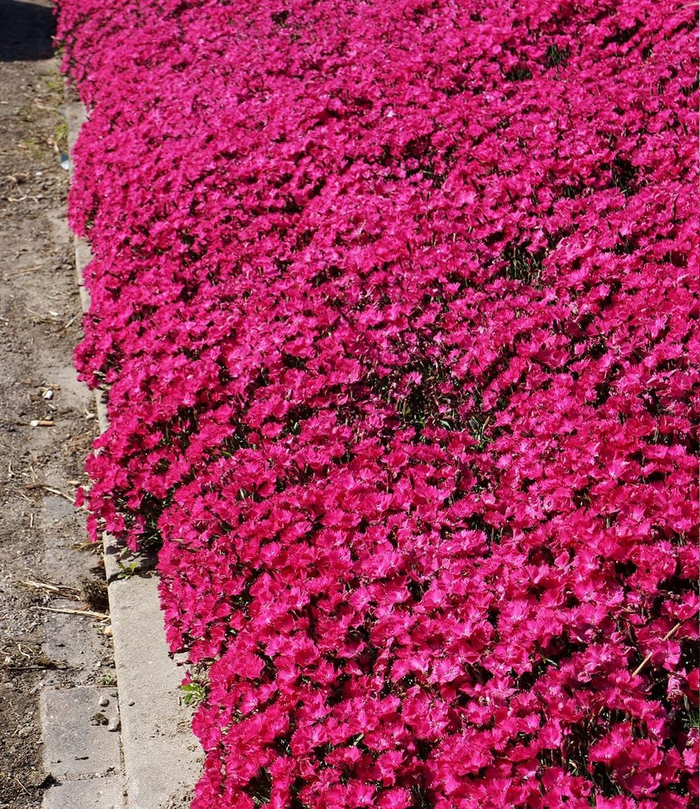 BALDUR Garten Bodendecker Bodendecker-Nelke 'Vivid®', 3 St., Polsterstaude, duftend, winterhart, mehrjährig, pflegeleicht