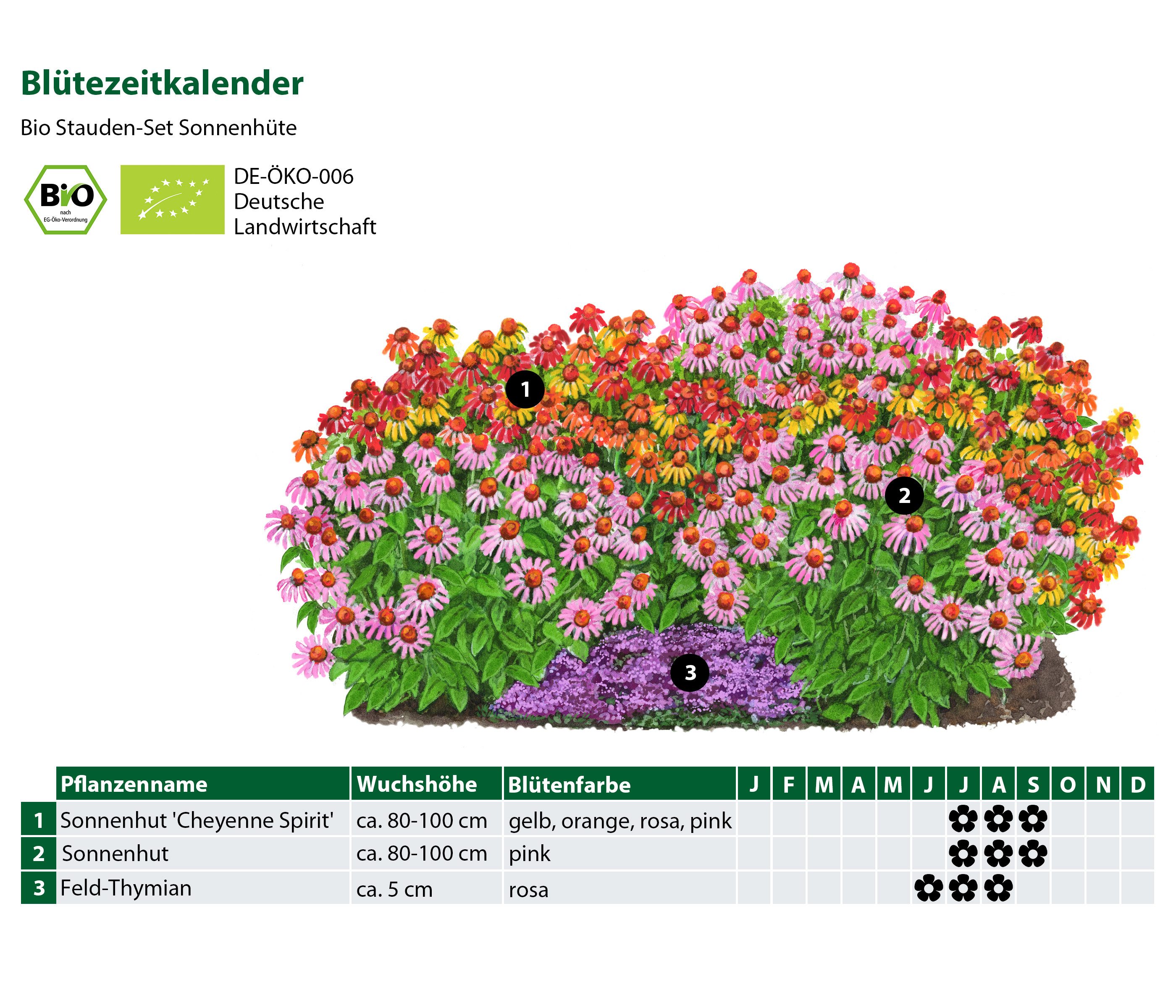 Dehner Staude Bio Stauden-Set Sonnenhüte, 12 Pflanzen, je 5-20 cm, Ø Topf je 9 cm, mehrjährige und insektenfreundliche bunte Sommerstauden