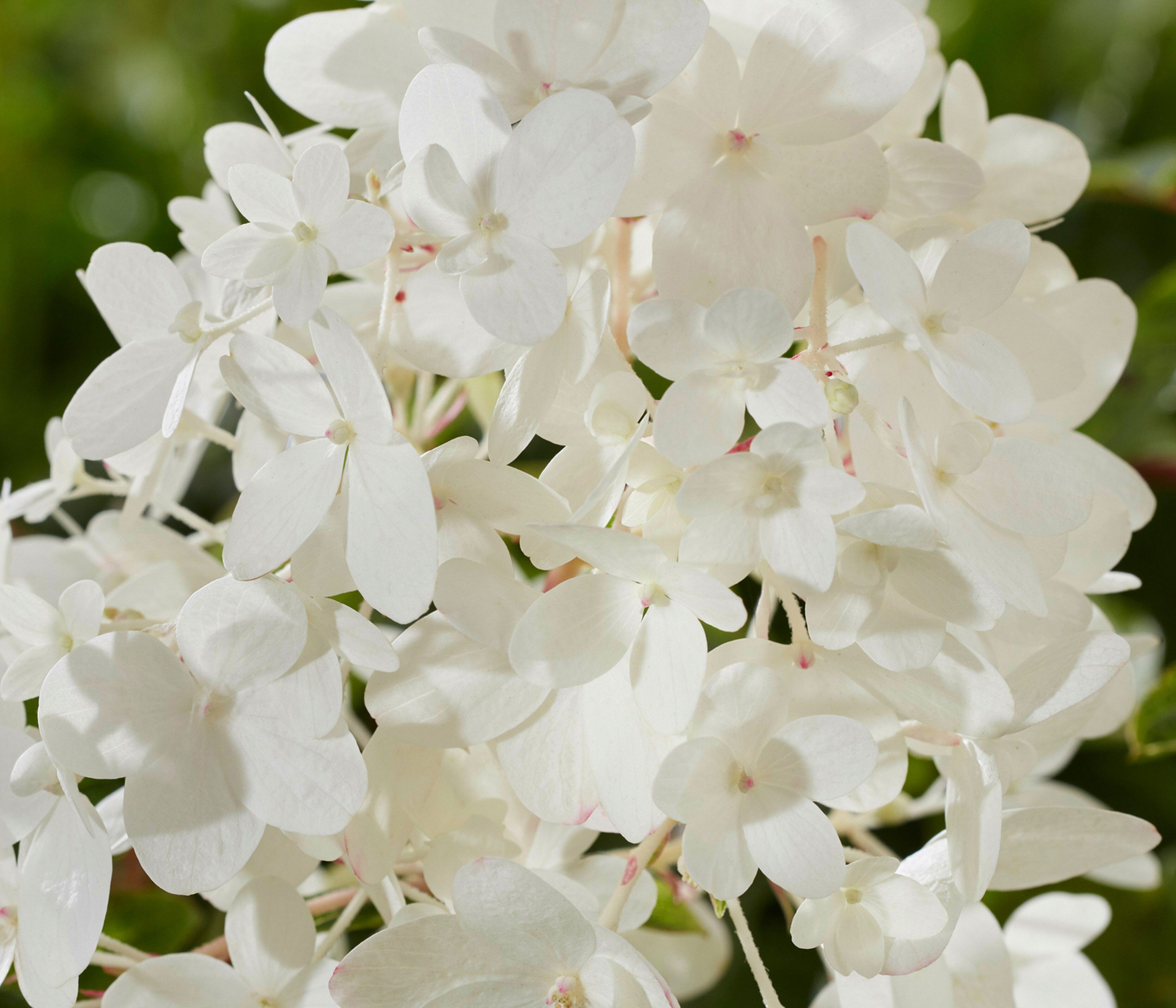 Dehner Gehölze Bodendecker-Rispenhortensie Groundbreaker® Blush™, weiß-rosa-rot, mehrjähriger Zierstrauch für sonnige bis halbschattige Standorte