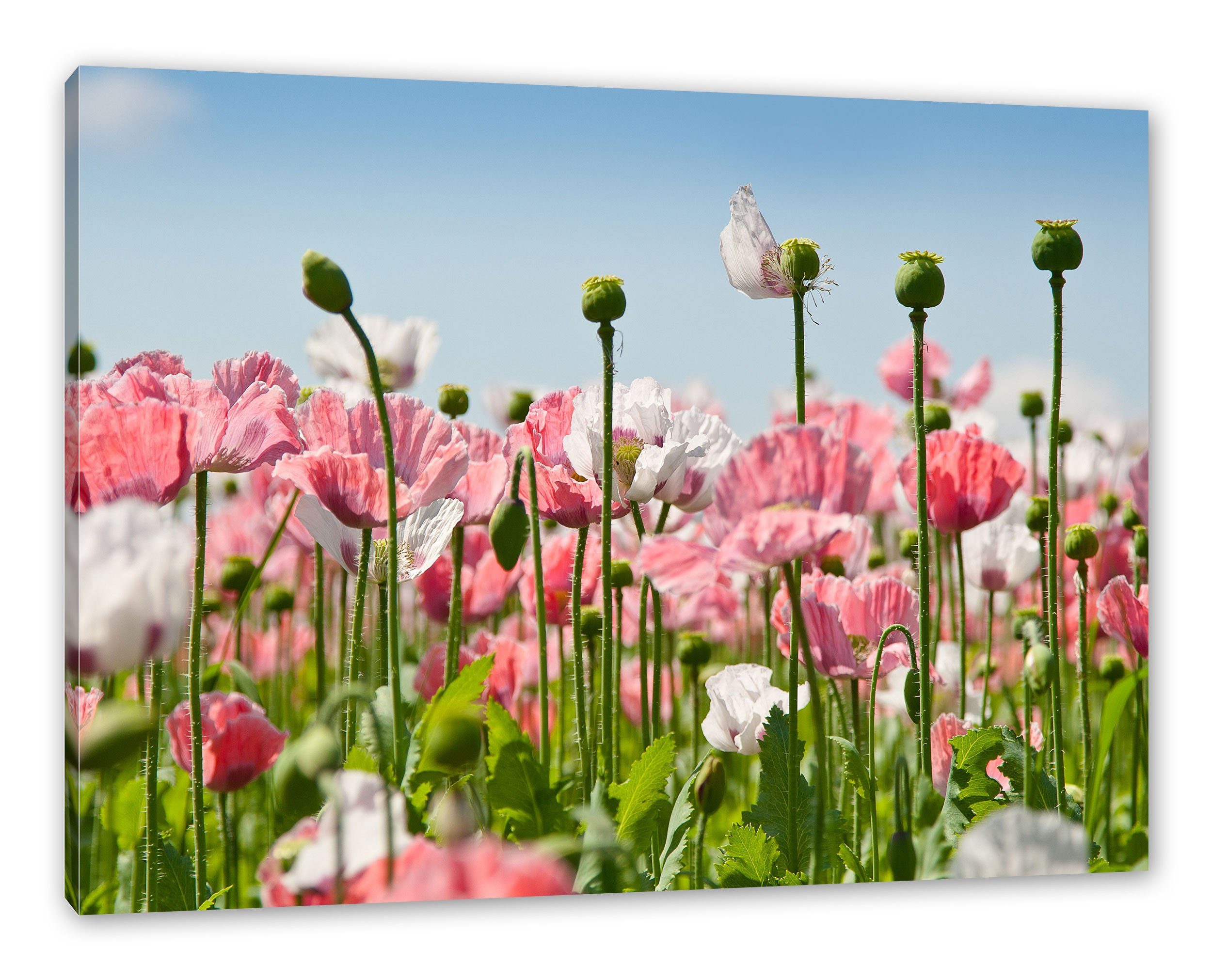Mohnblumen, St), Zackenaufhänger fertig inkl. (1 Pixxprint Blumenwiese Leinwandbild bespannt, Mohnblumen Blumenwiese Leinwandbild