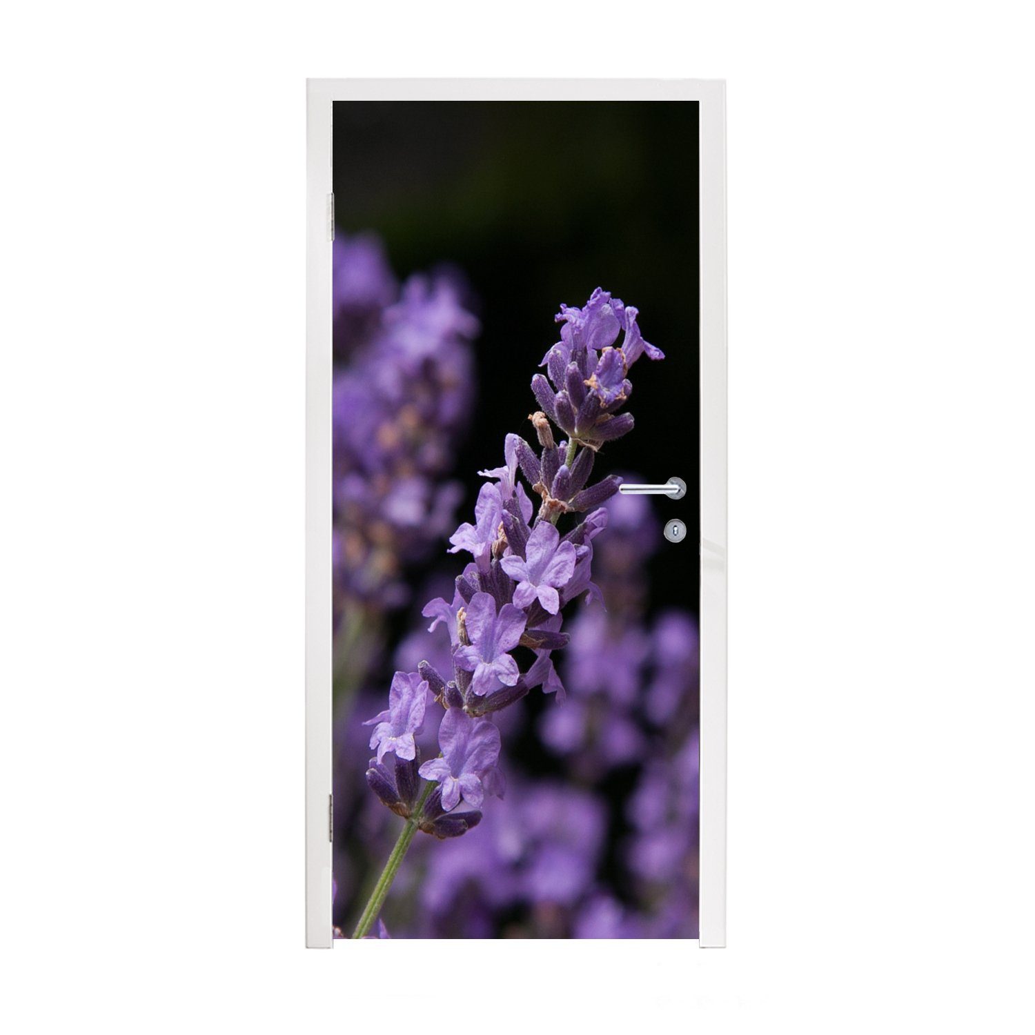 MuchoWow Türtapete Nahaufnahme von lila Lavendel auf schwarzem Hintergrund, Matt, bedruckt, (1 St), Fototapete für Tür, Türaufkleber, 75x205 cm