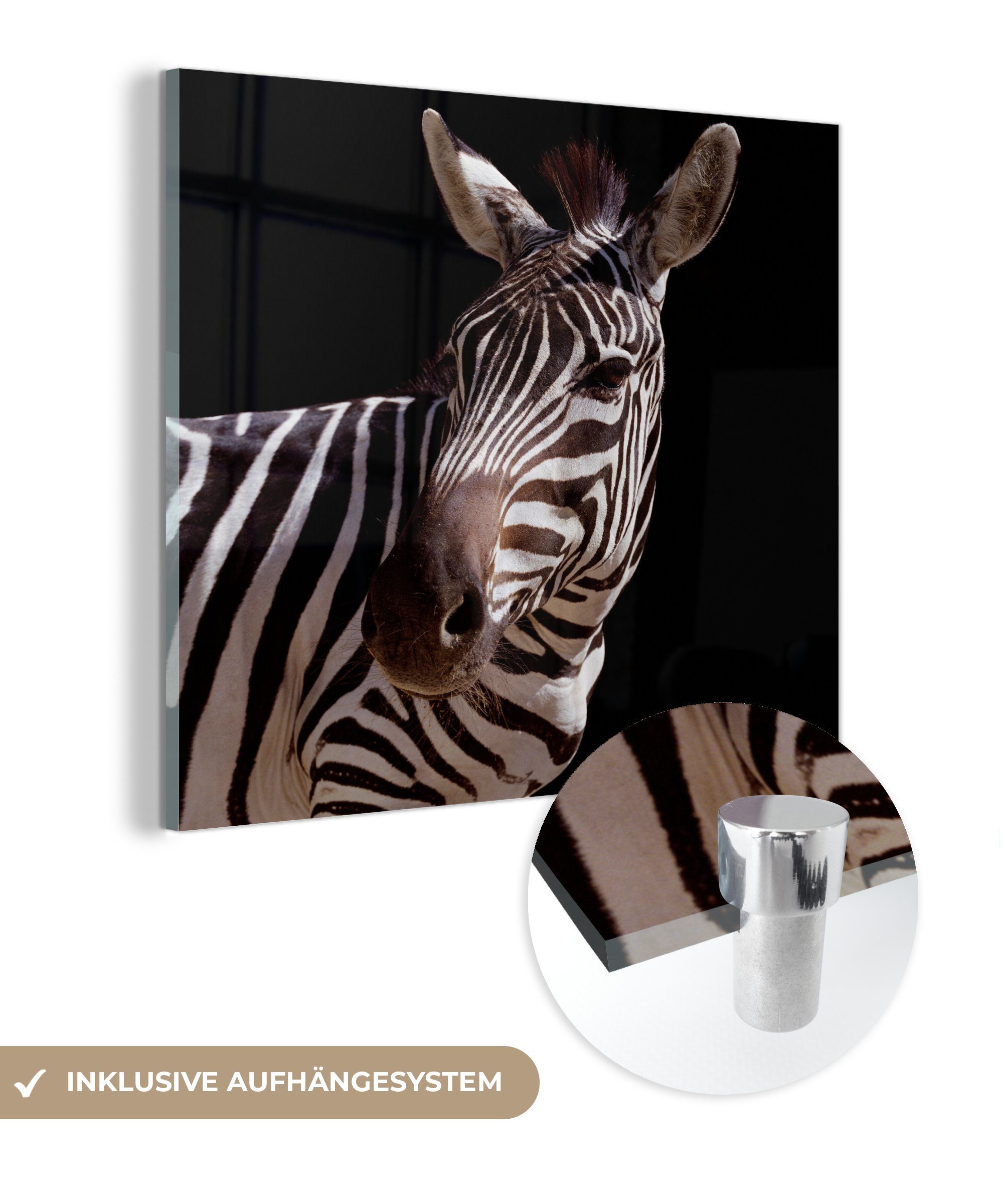 MuchoWow Acrylglasbild Neugieriges Zebra auf schwarzem Hintergrund, (1 St), Glasbilder - Bilder auf Glas Wandbild - Foto auf Glas - Wanddekoration