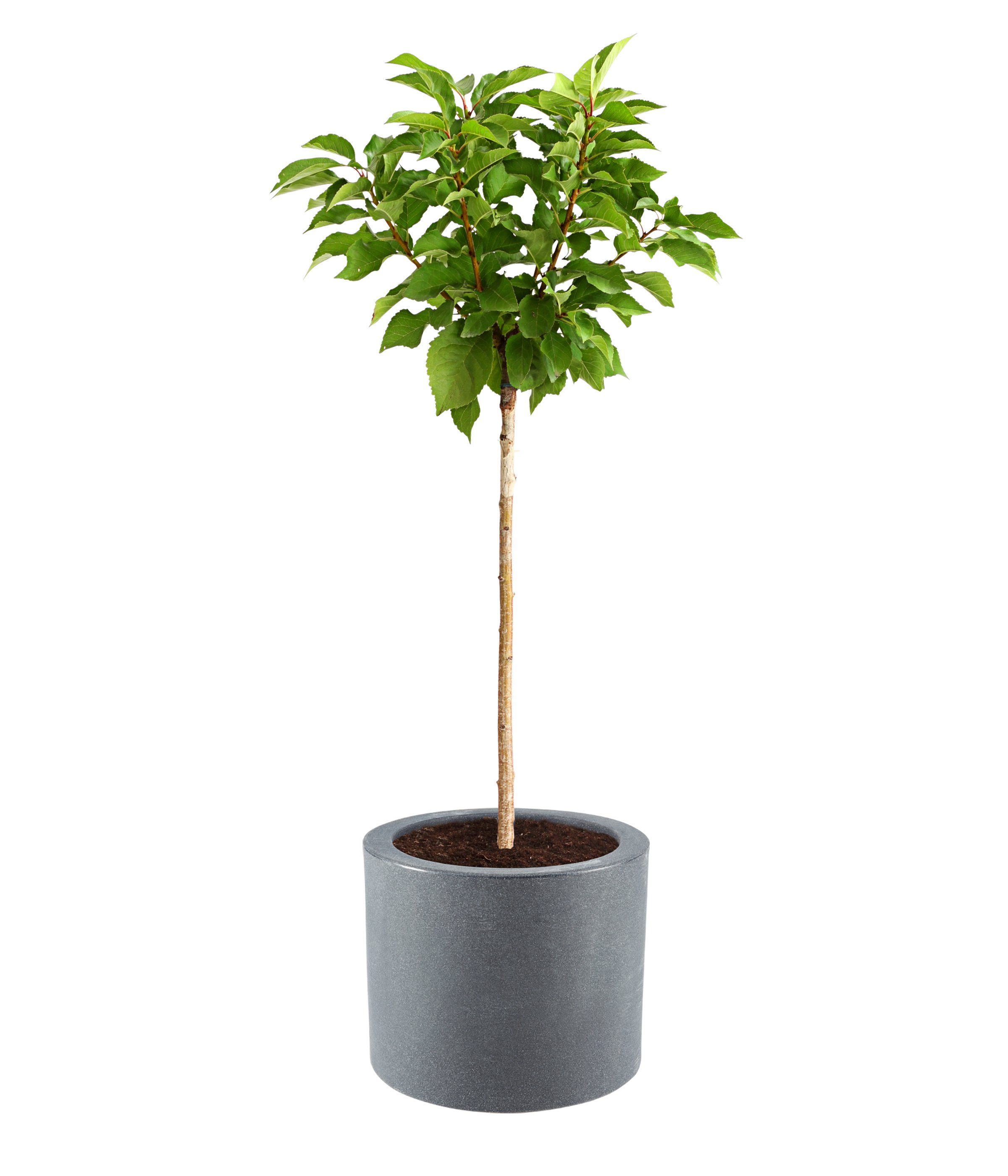 Dehner Blumentopf Blumenkübel Palermo mit Rollen, Ø 40 cm, Kunststoff, Frostbeständig, rollbar, praktisch