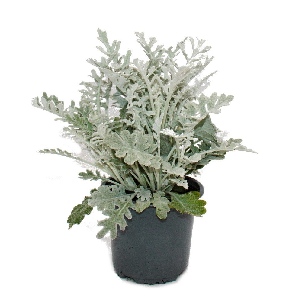 Exotenherz Beetpflanze Senecio maritima Silberblatt Pflanze mit silbrigem Laub 11cm Topf