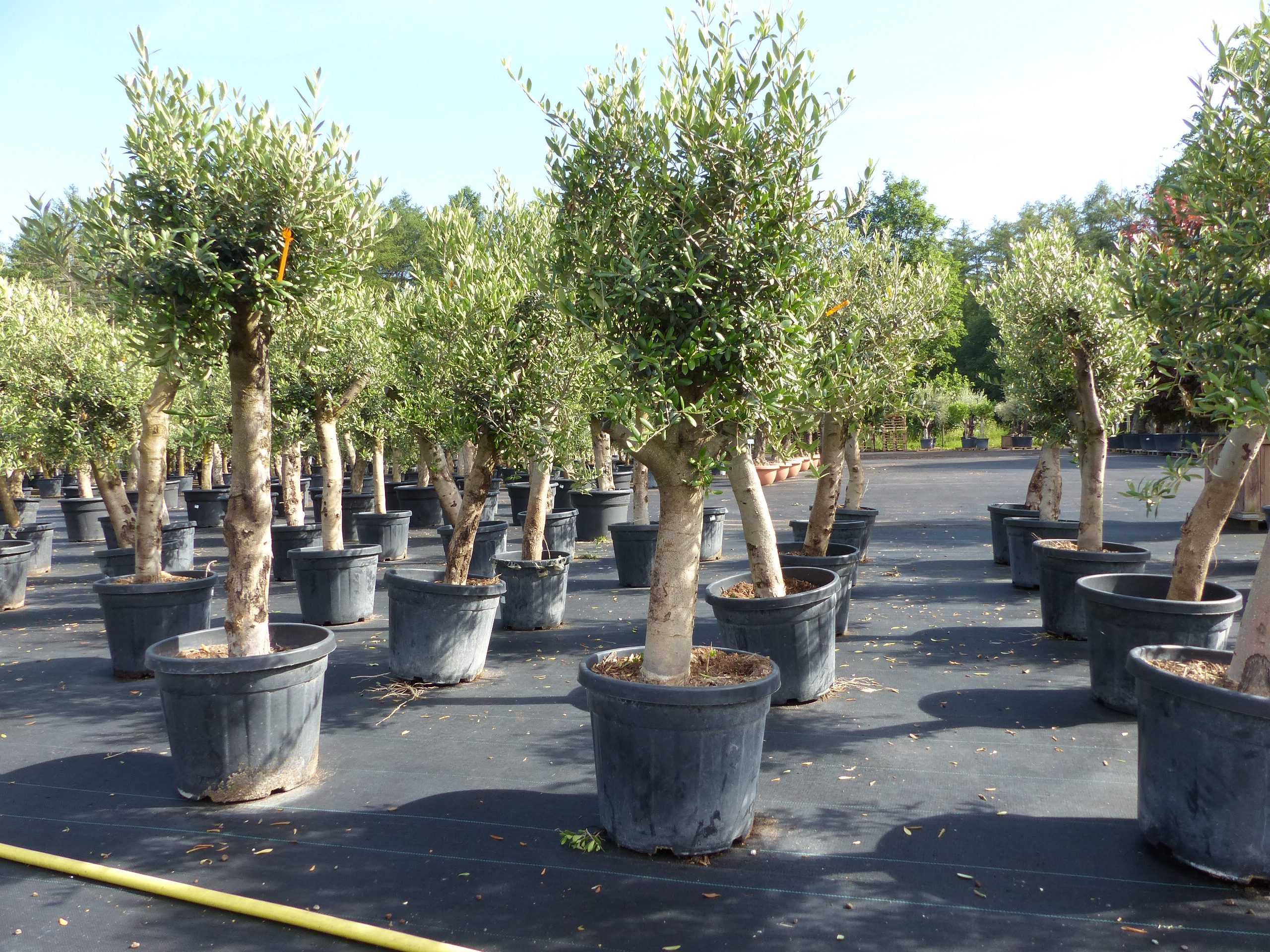gruenwaren jakubik Olivenbaum Olivenbaum Olive "Angebot" 150 - 180 cm, winterhart, Olea Europaea