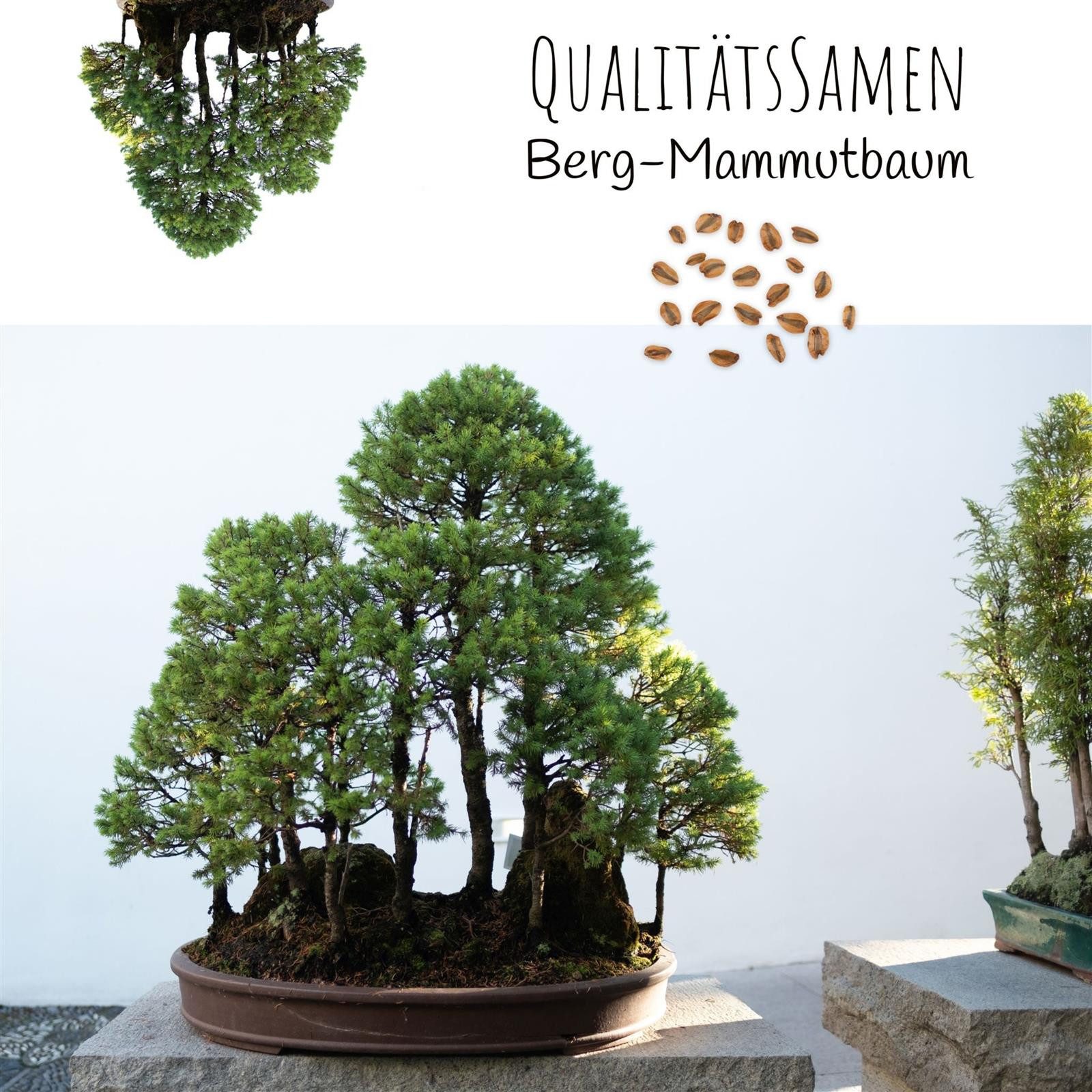 HappySeed Blumensamen Außergewöhnliche Bonsai Samen mit hoher Keimrate - Berg Mammutbaum, Bonsaifähig