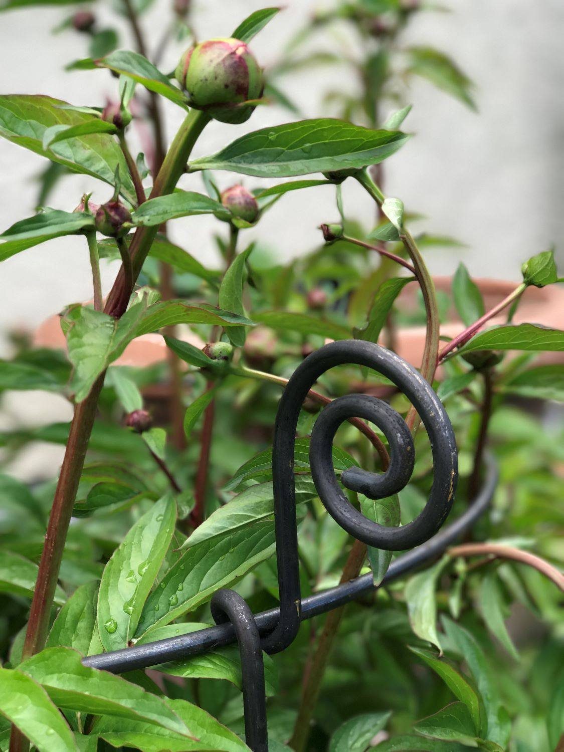 Hirsch Terracotta Rankgitter Staudenhalter Form rund günstig online kaufen