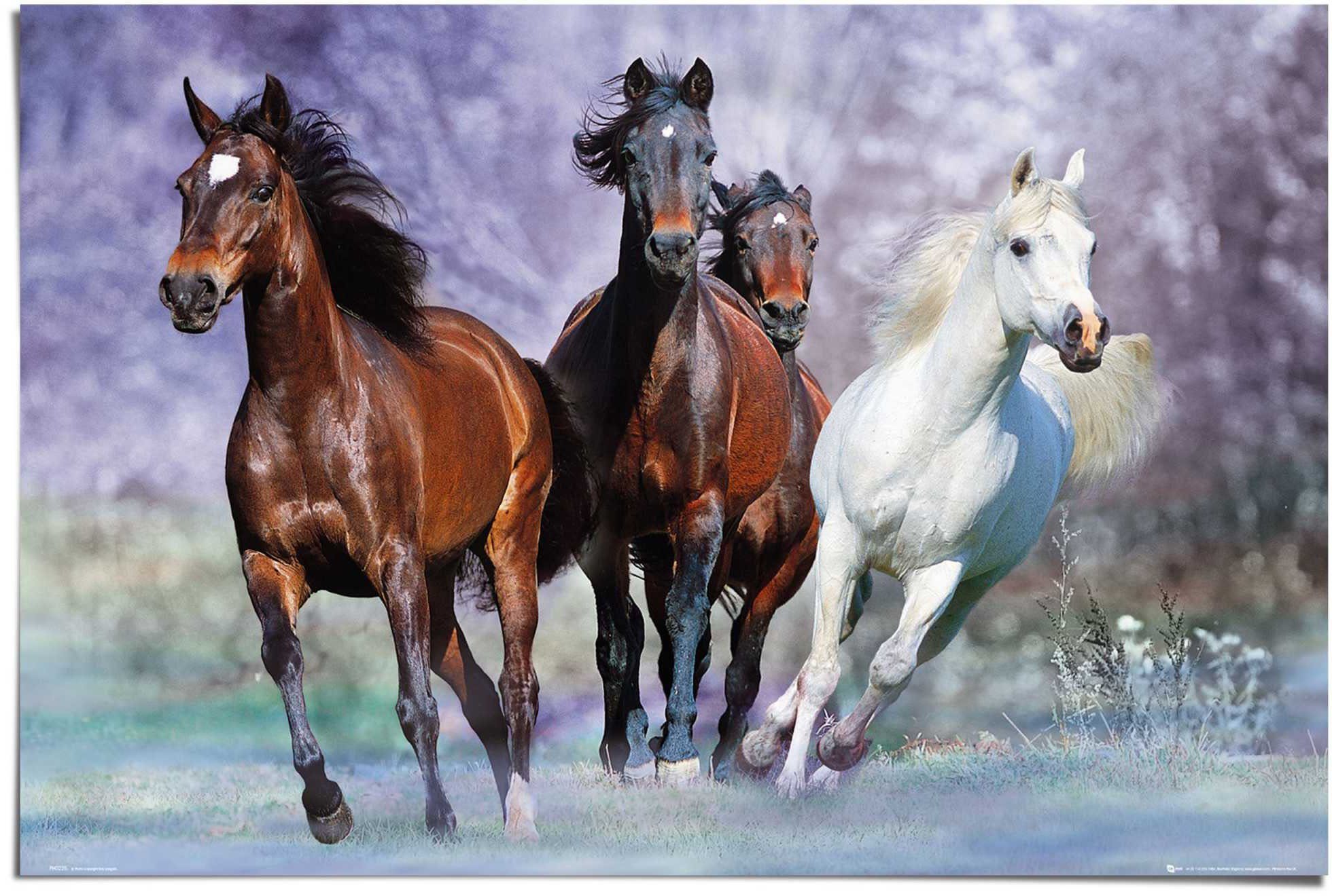 Reinders! Poster »Pferde Tier - Galopp - Pferd Schimmel - Pferd Braun«, (1 Stück)-Otto