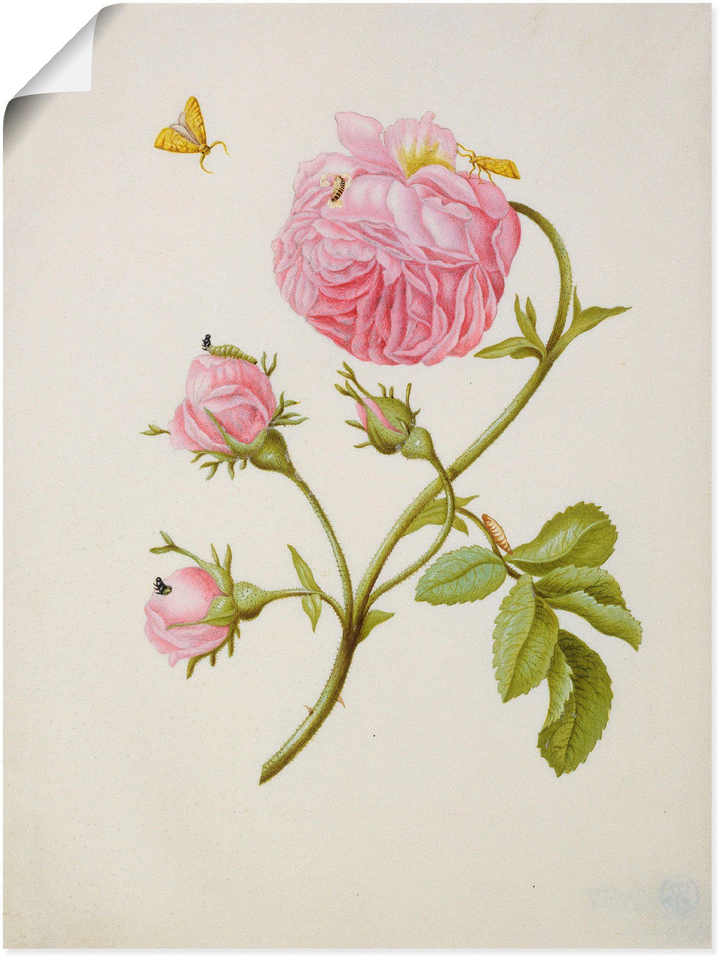 Artland Kunstdruck Buschröschen Miniermotte, Larve, Puppe, Blumen (1 St), als Leinwandbild, Wandaufkleber oder Poster in versch. Größen