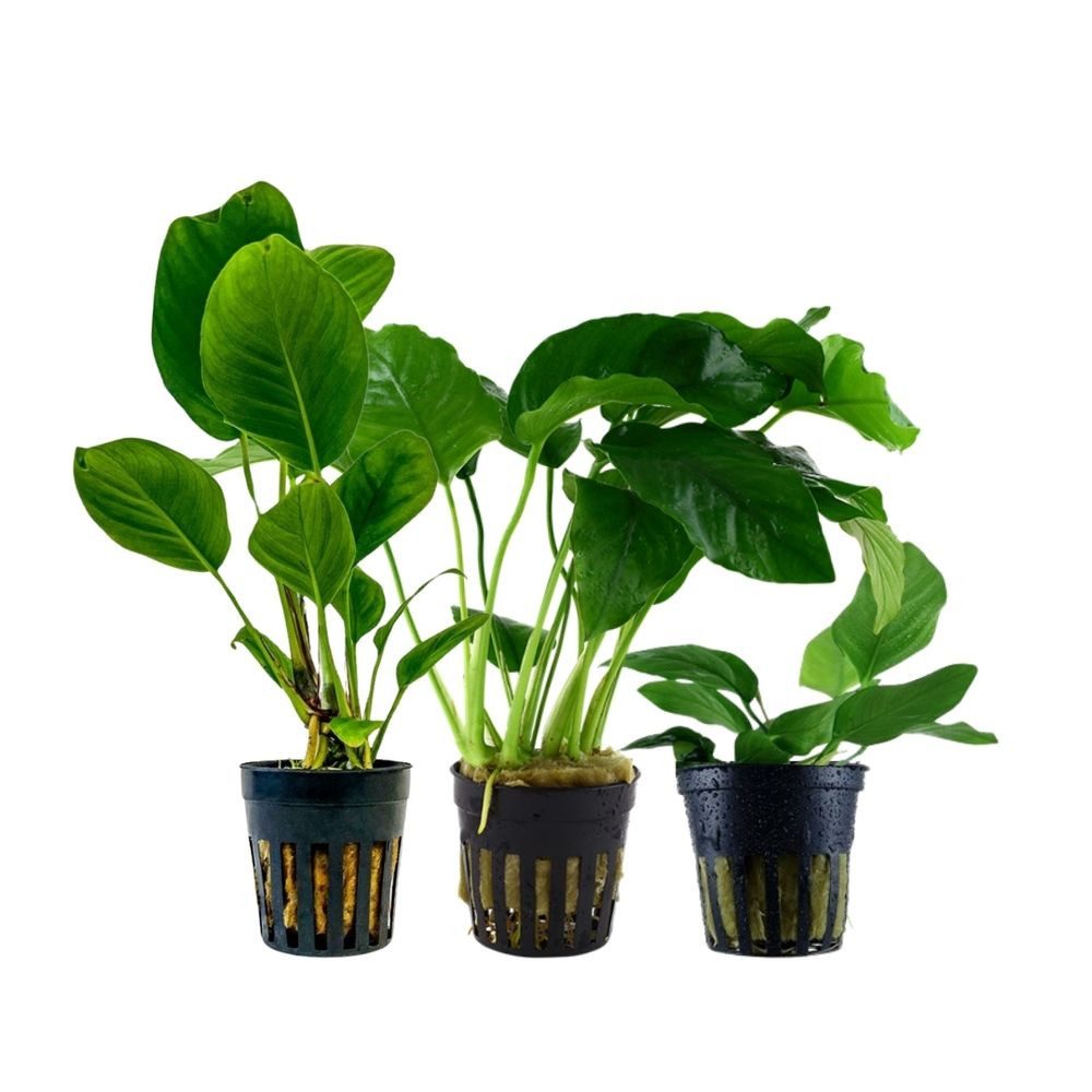 Aquaone Wasserpflanze Pflanzen Set mit 3 Anubias Aquariumpflanzen Set Nr.24 günstig online kaufen