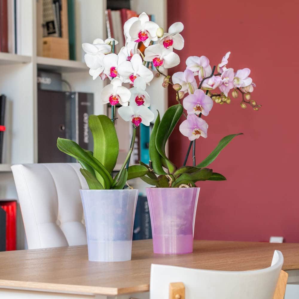 Happy plants Blumentopf Arte-Dea Selbstbewässerungstöpfe - Blumentopf für Orchideen, Hochglanzoptik, rund, leichtgewichtig – Bild 5 von 5