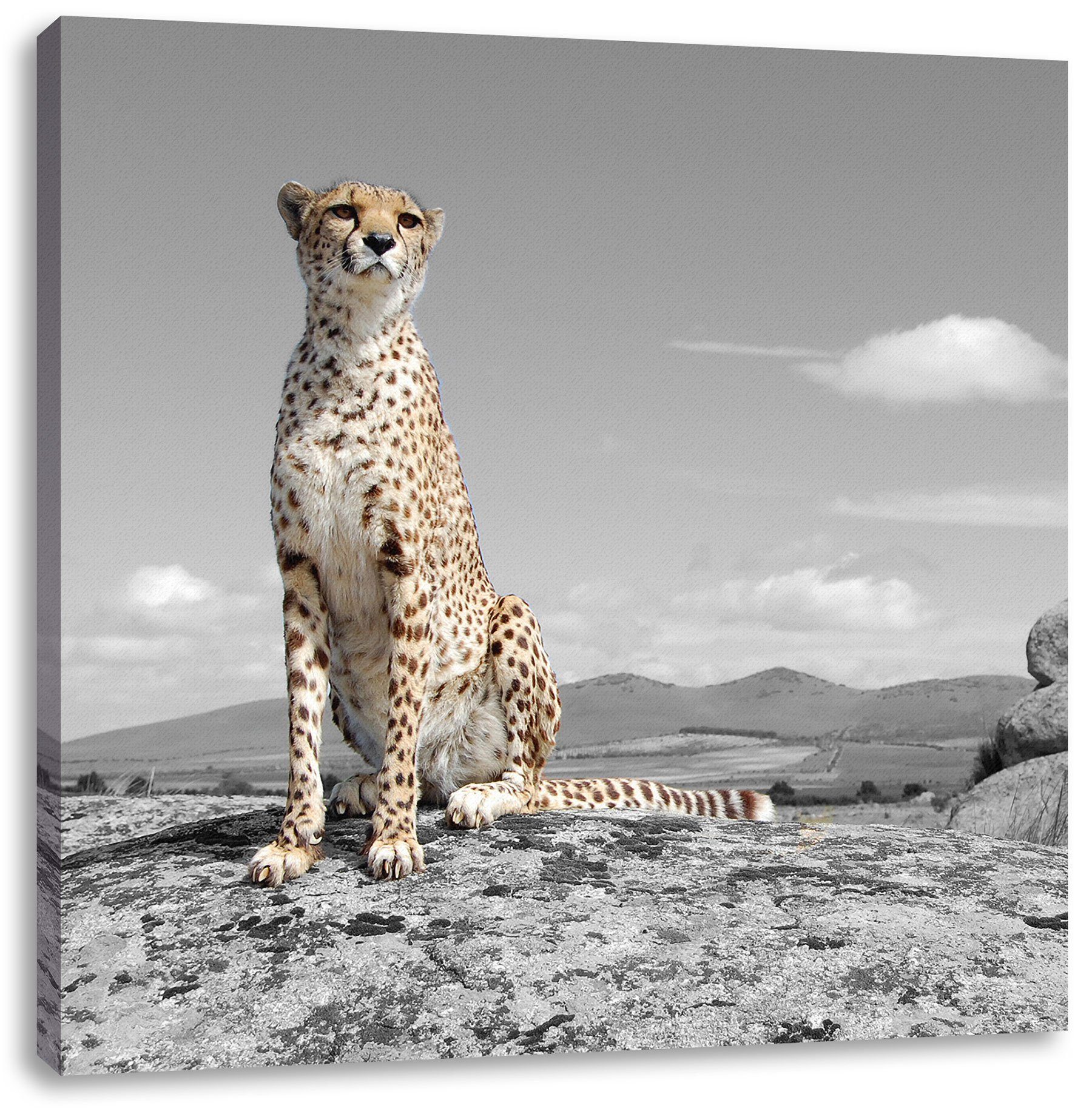 Gepard, Pixxprint fertig stolzer Leinwandbild St), stolzer Leinwandbild Gepard (1 inkl. Zackenaufhänger bespannt,