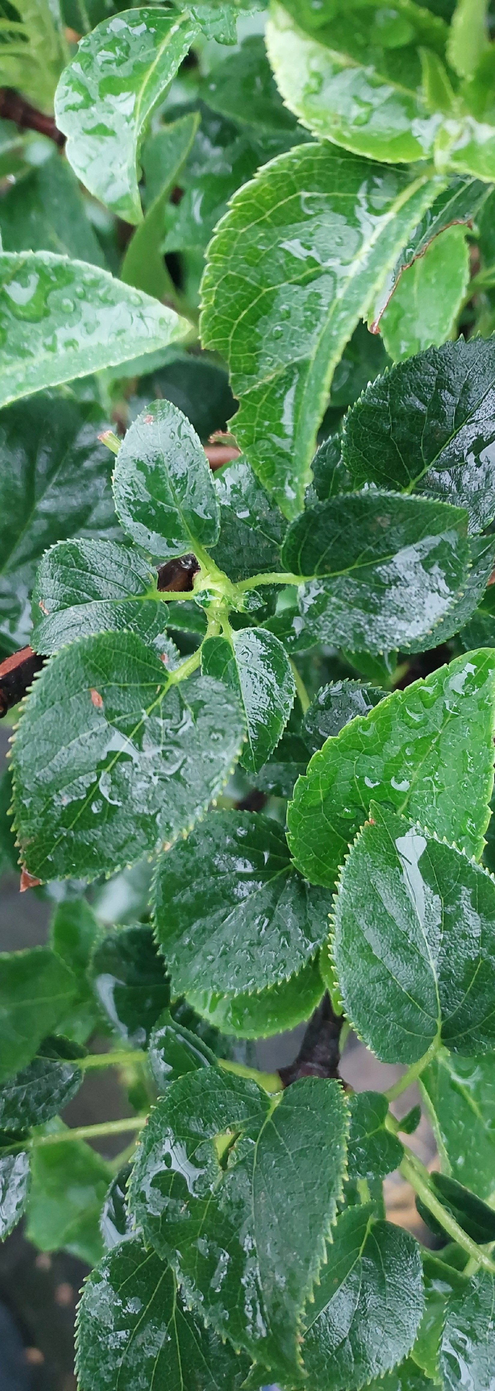 Baumschule Gold Kletterpflanze Kletterhortensie Hydrangea petiolaris 40-60