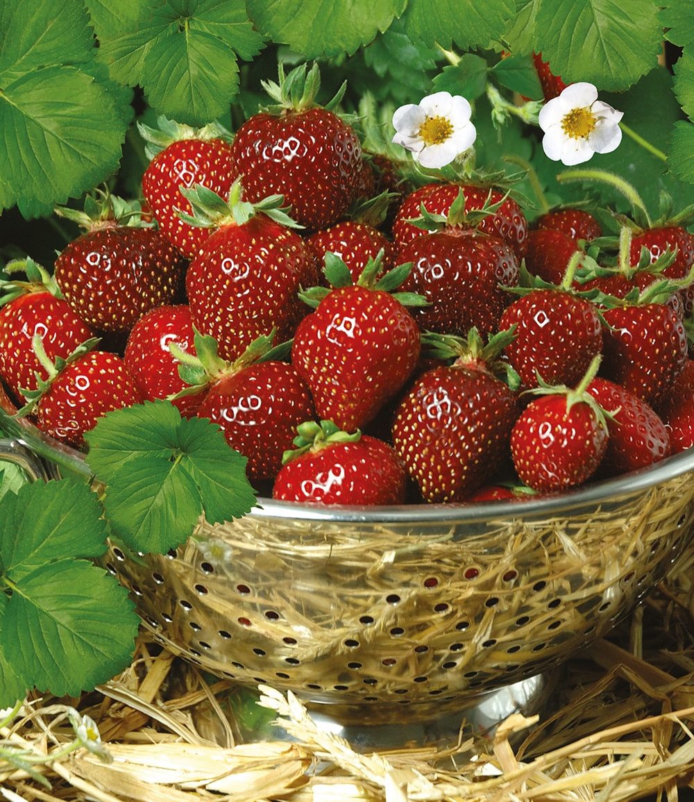 BALDUR Garten Obstpflanze Erdbeere 'Hummi® Aroma-Auslese', 3 St., Lockerermittelhoher,winterhart, mehrjährig, essbar – Bild 2 von 2