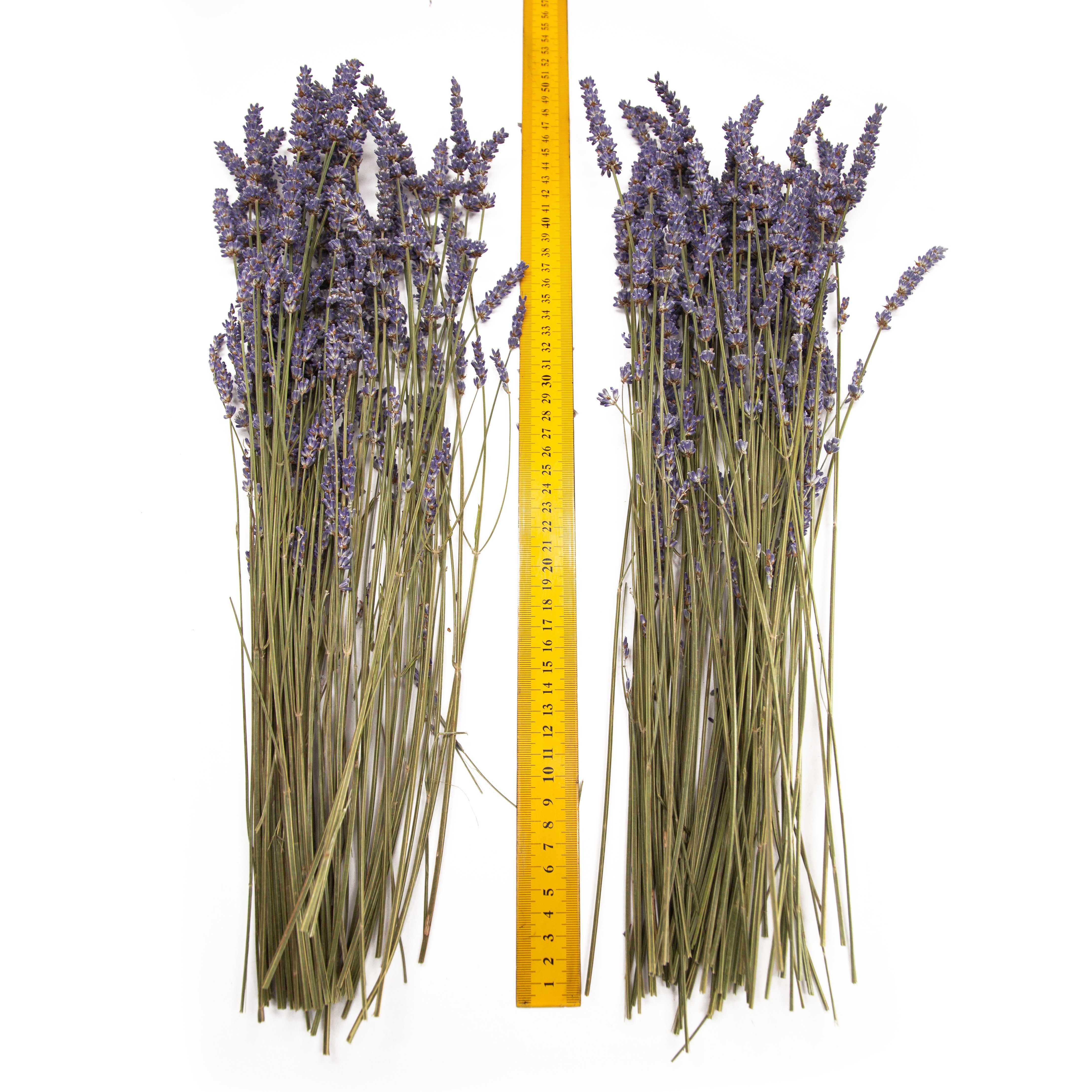 Lavendel Bund Blüten getrocknet Lavendelstrauß ca 300 Stengel ca 30-40 cm lang 