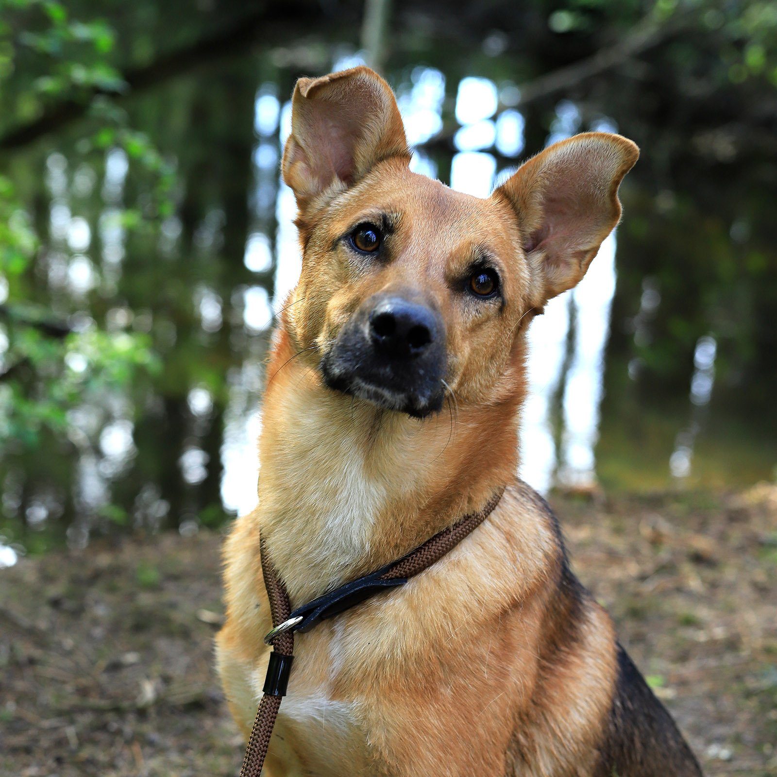 lionto Hunde-Halsband mit Zugstopp, Retrieverhalsband, Nylon, verstellbar & leicht mit Stoppring