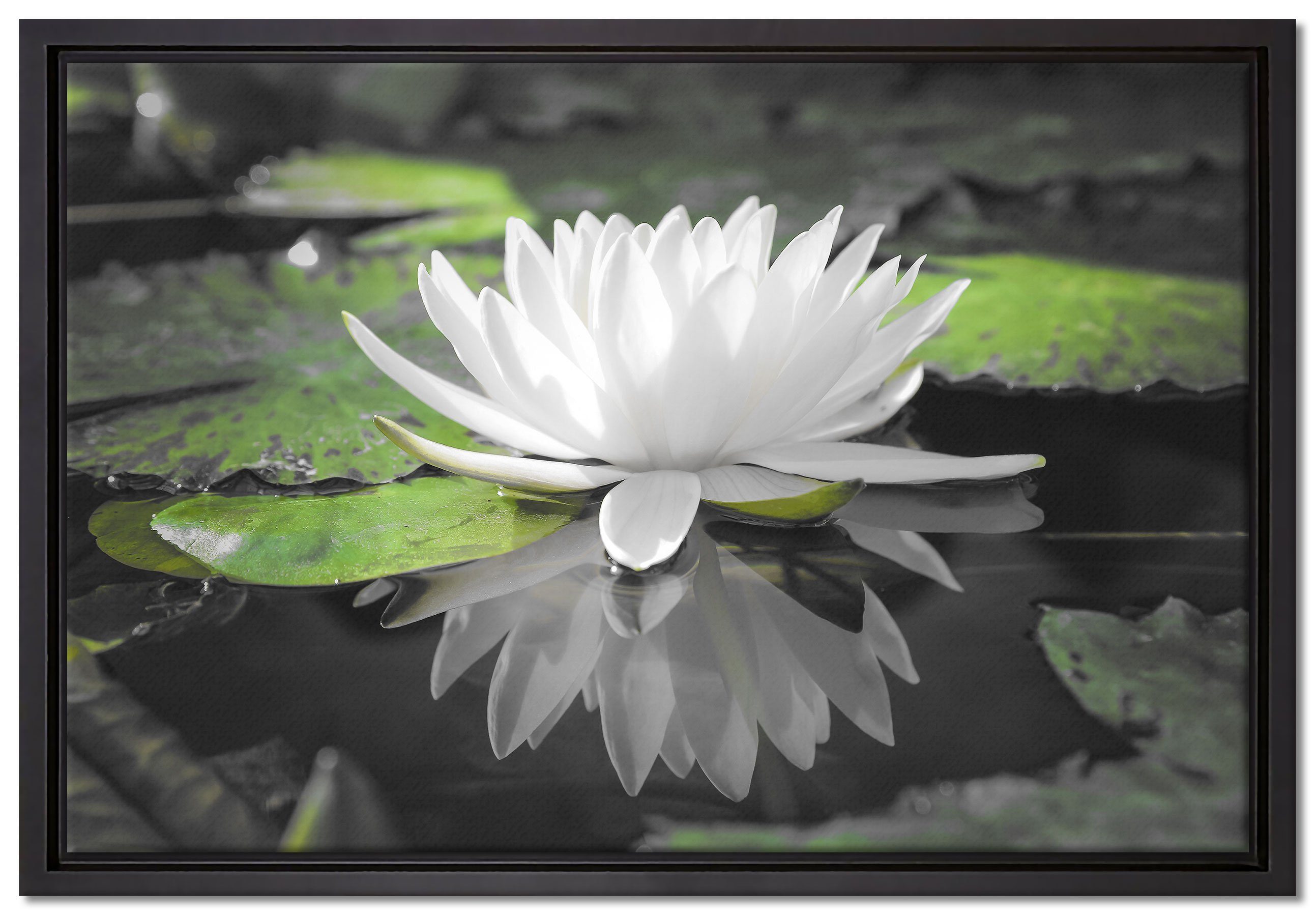 bespannt, Leinwandbild in Weiße Lotusblume im Leinwandbild Wasser, (1 gefasst, Zackenaufhänger Wanddekoration Pixxprint fertig einem inkl. St), Schattenfugen-Bilderrahmen