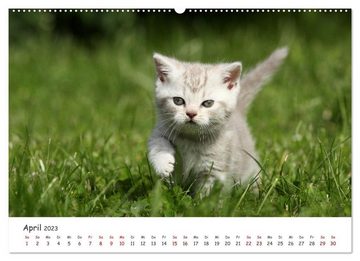 CALVENDO Wandkalender Süße Kätzchen - cute kittens (Premium, hochwertiger DIN A2 Wandkalender 2023, Kunstdruck in Hochglanz)