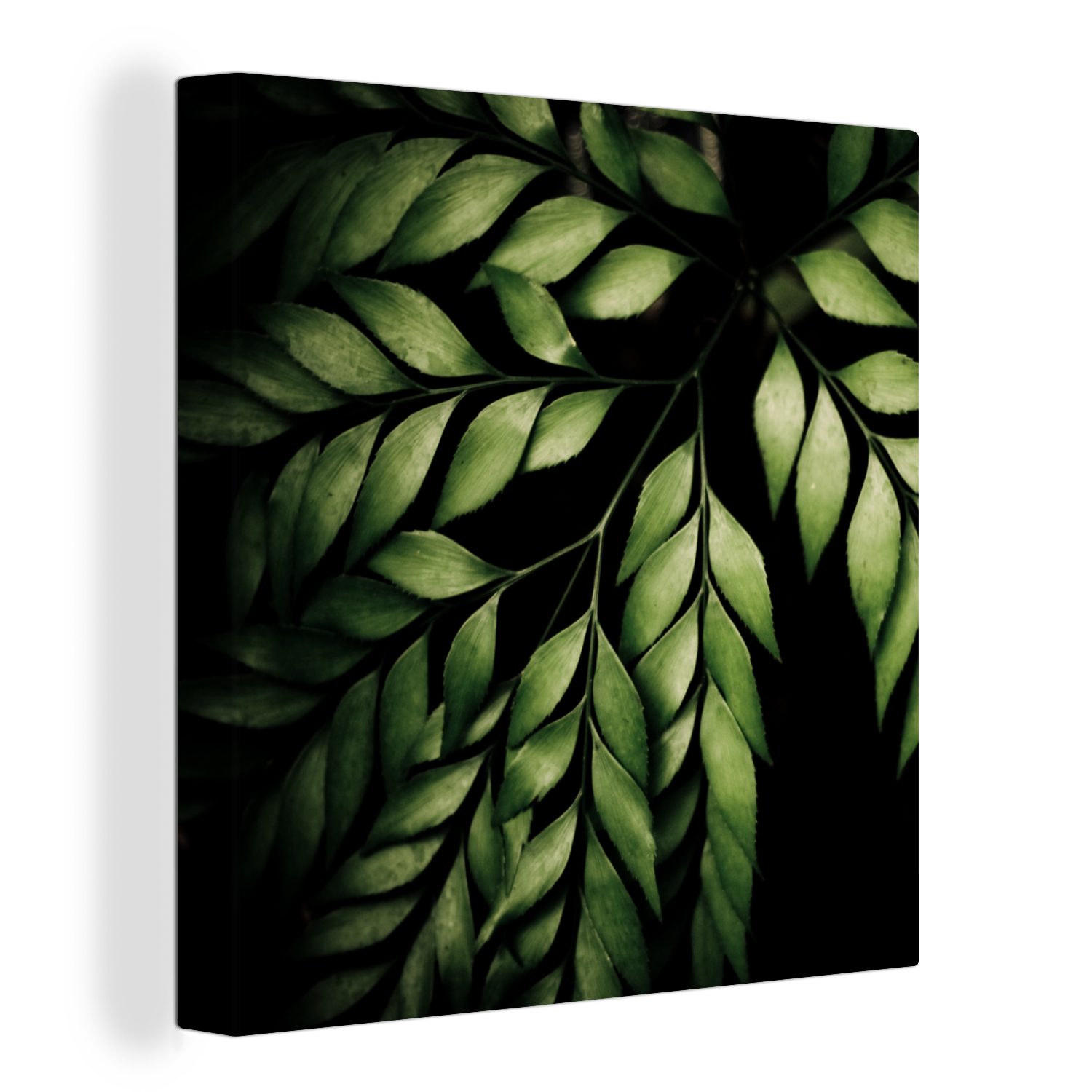 OneMillionCanvasses® Leinwandbild Die Zweige eines Farns vor einem schwarzen Hintergrund, (1 St), Leinwand Bilder für Wohnzimmer Schlafzimmer