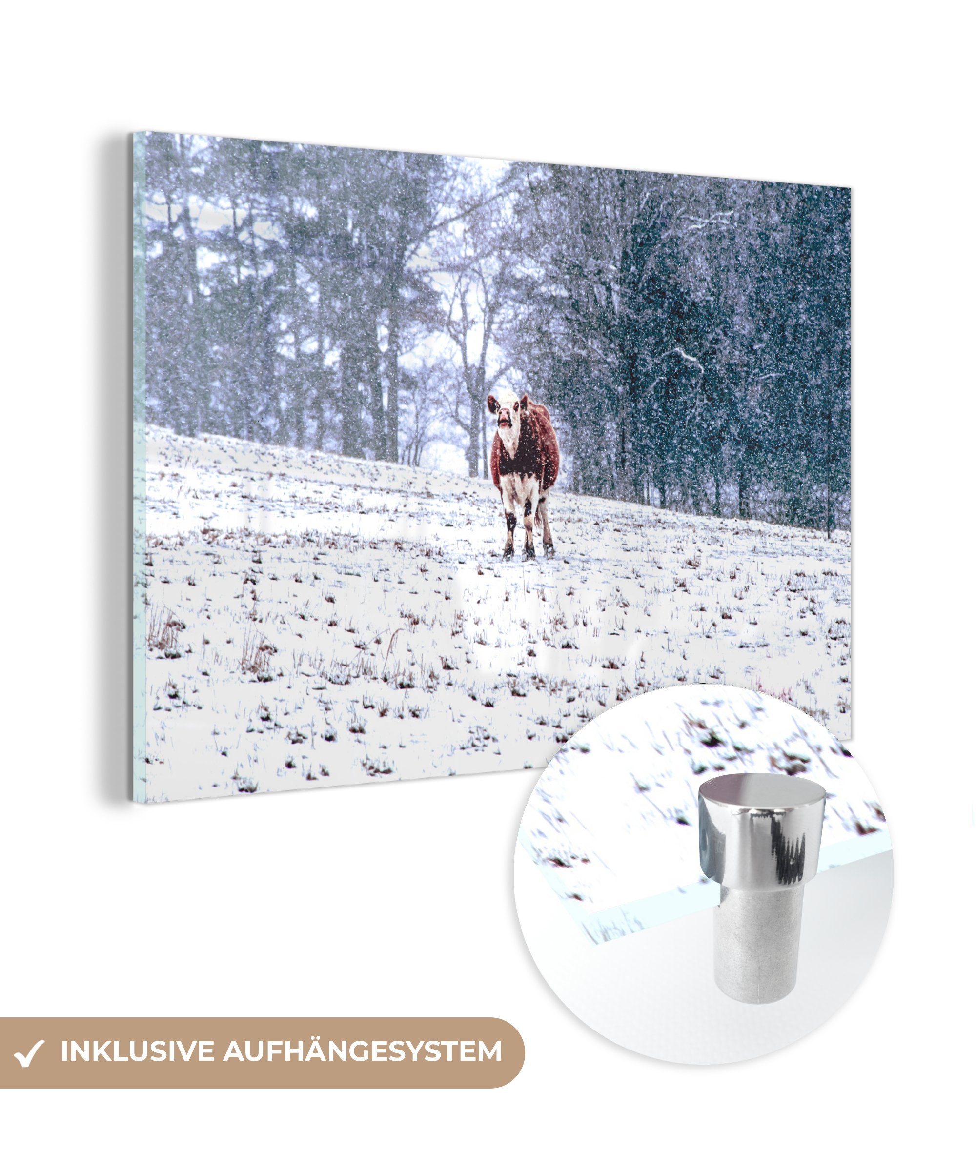 St), MuchoWow Acrylglasbild Schlafzimmer & (1 Kuh im Acrylglasbilder Schnee, Wohnzimmer