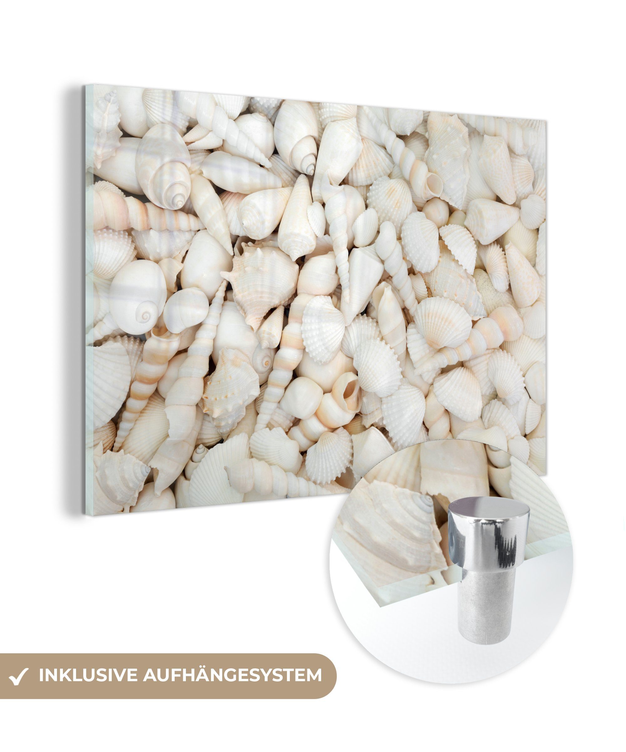 MuchoWow Acrylglasbild Muscheln - Weiß, (1 St), Acrylglasbilder Wohnzimmer & Schlafzimmer | Bilder