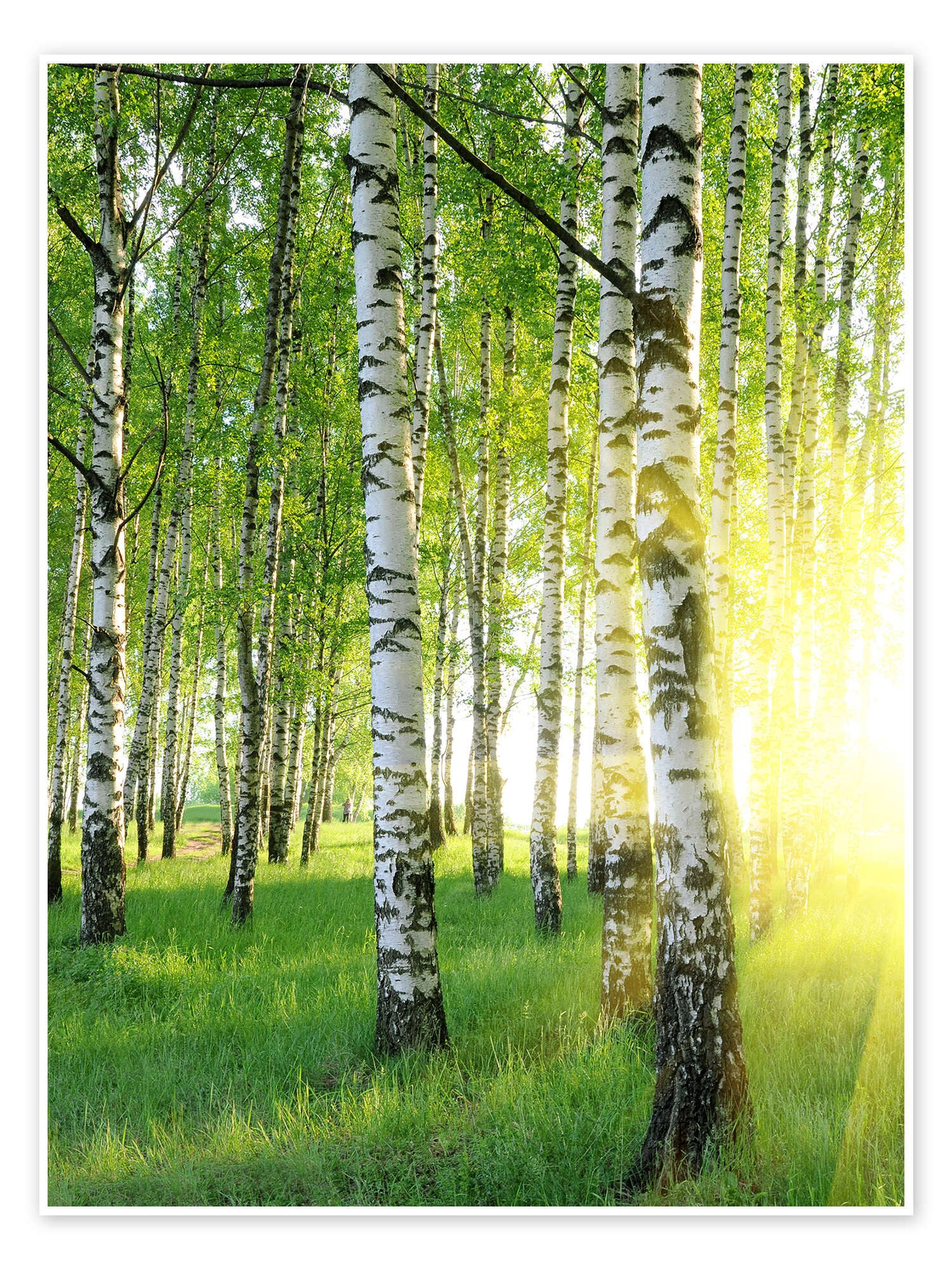 Posterlounge Wandbild Birken im Sommerwald, Editors Choice, erhältlich als Poster, Leinwandbild, Wandsticker oder Acrylglasbild
