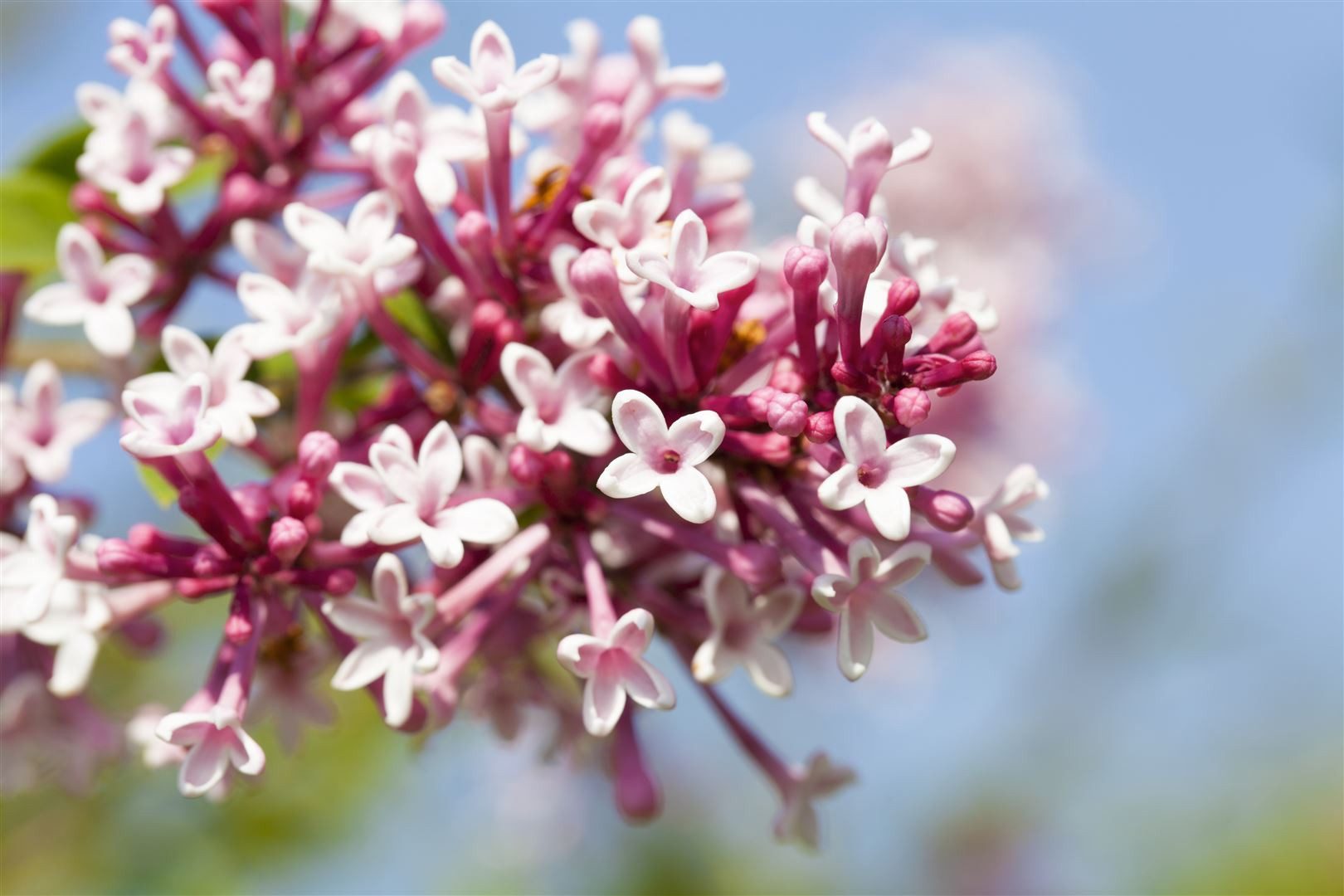 Pflanzen für Dich Gehölze Syringa microphylla 'Superba', 1 St., Kleinblättriger Flieder, Duftflieder