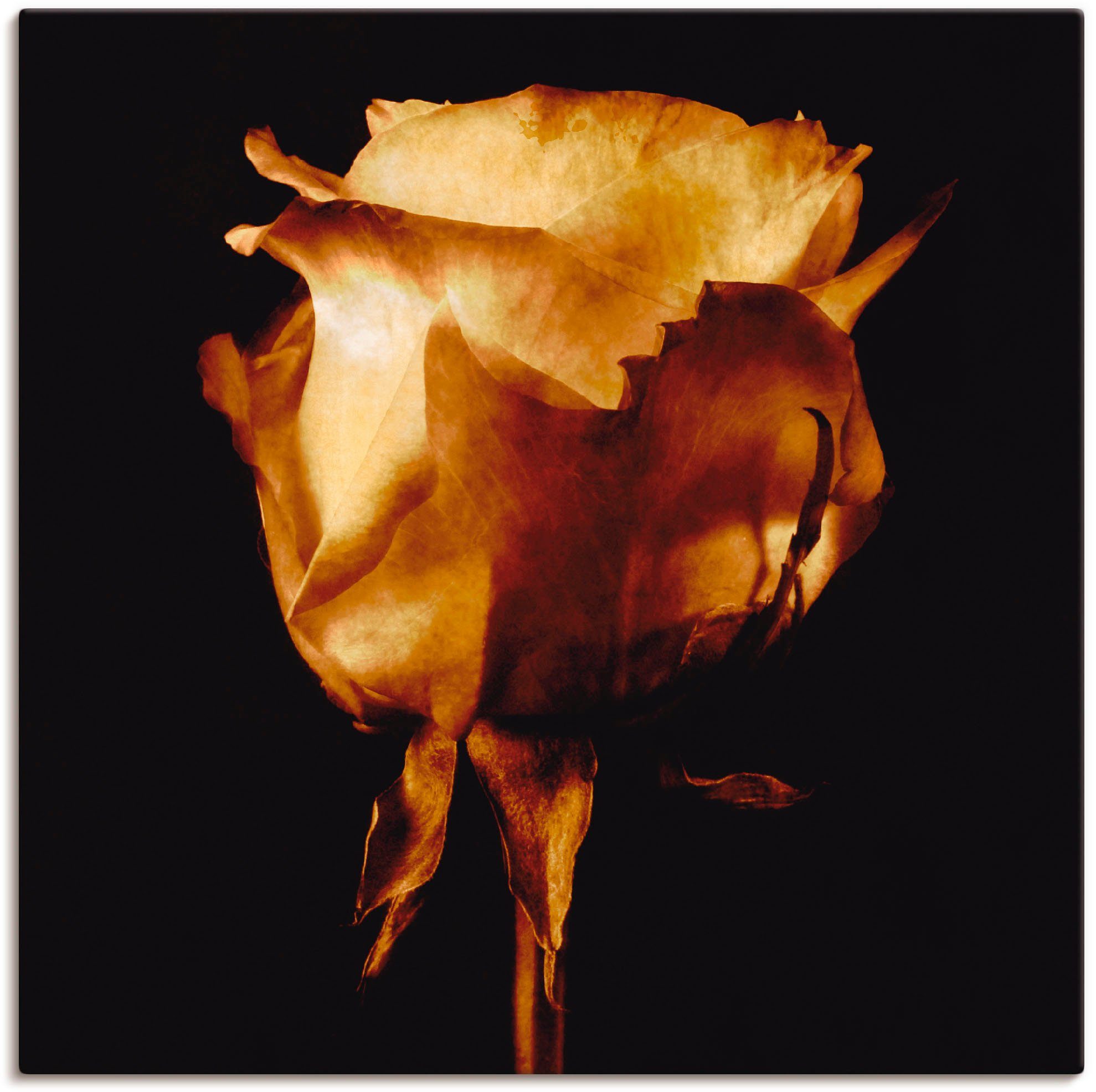 Artland Wandbild Vergoldete Rose, Blumen (1 St), als Leinwandbild, Poster in verschied. Größen