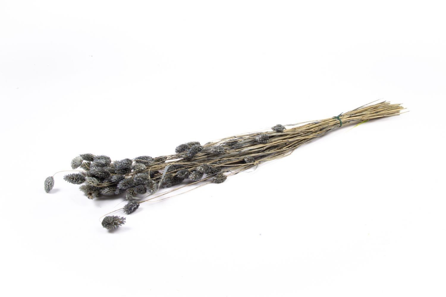 Trockenblume Getrocknetes Kanariengras BRAGILA im Bund, grau, 5, INNA-Glas, Höhe 75.0 cm