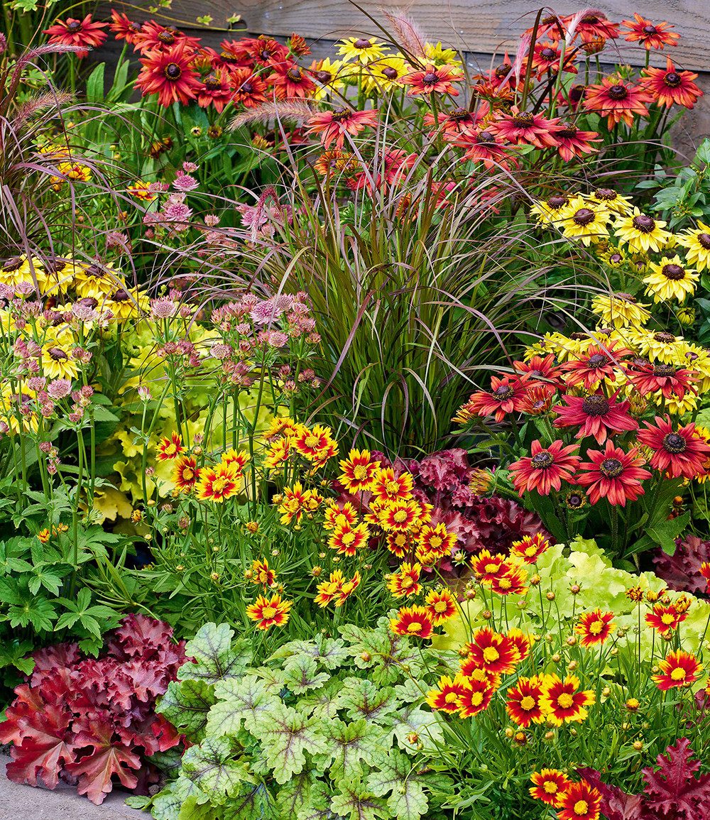 BALDUR Garten Beetpflanze 7er Staudenbeet 'Elegance', 7 St., Mädchenauge,winterhart, mehrjährig, pflegeleicht – Bild 3 von 4
